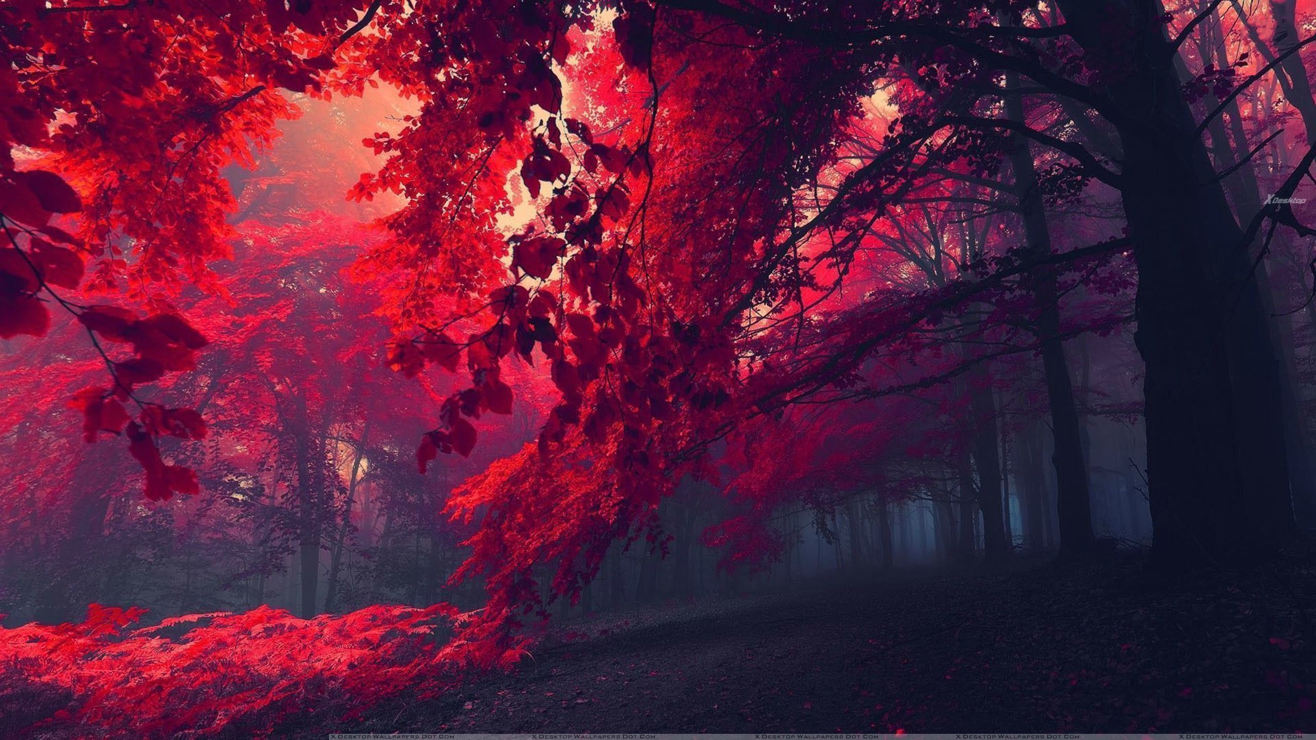 Beautiful Red Forest[2560x1440]