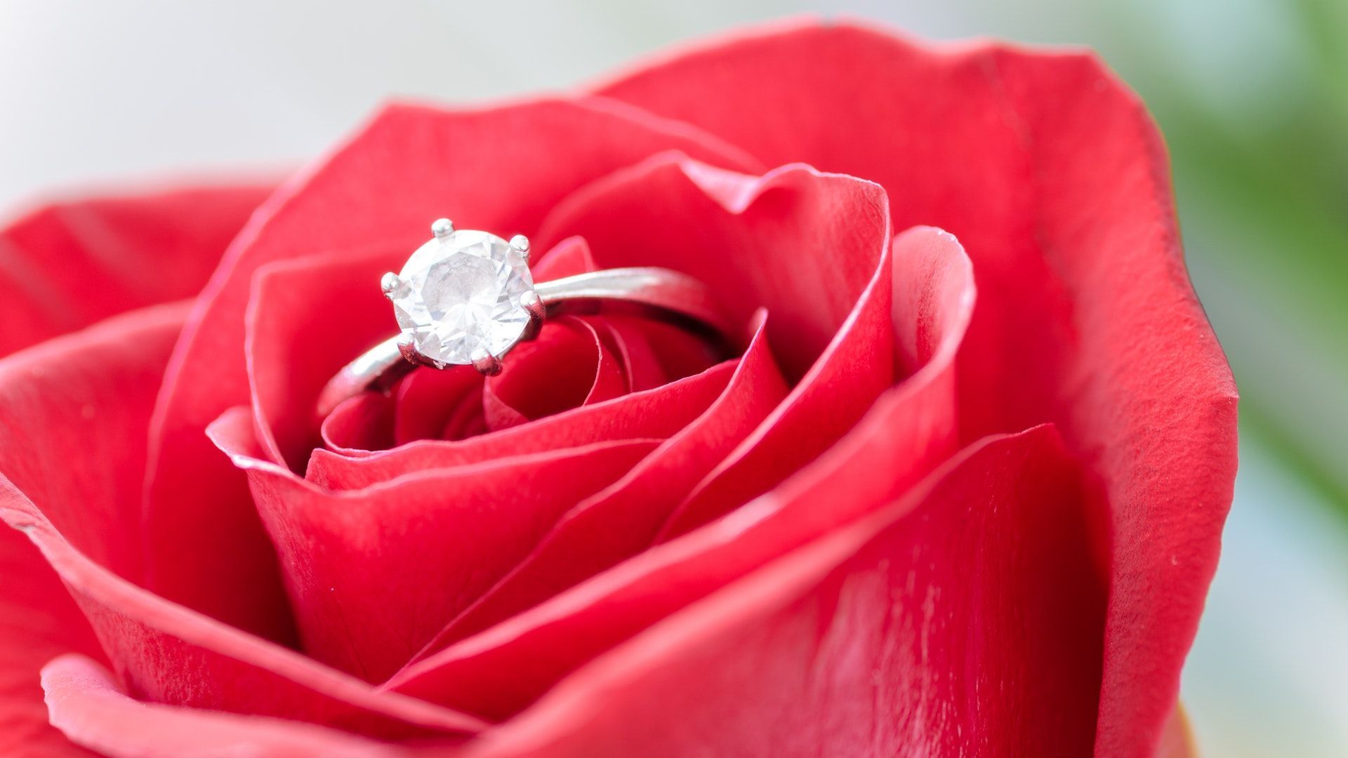 Rose with Diamond Ring Wallpaper