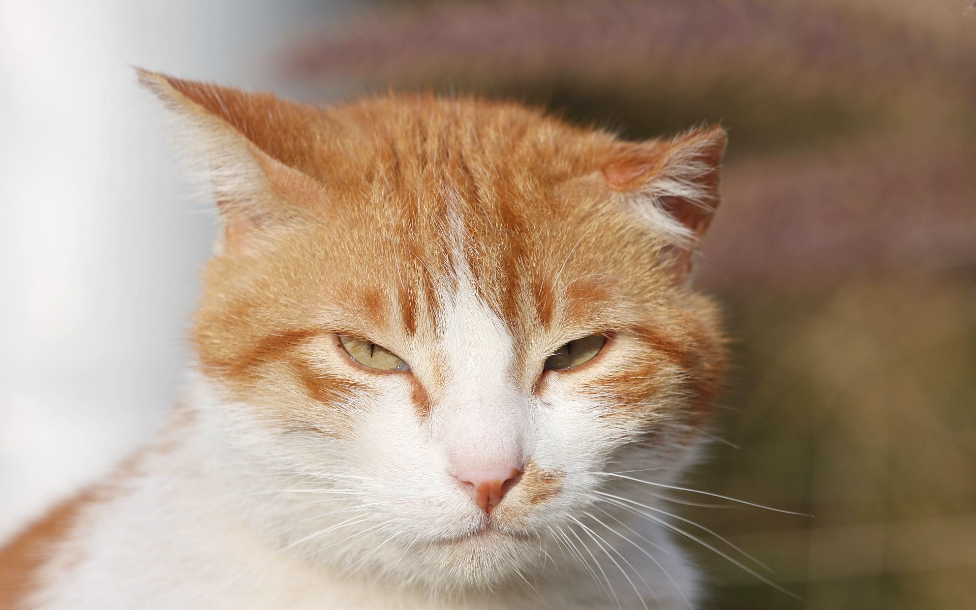 Sleepy Orange and White Cat wallpaper. Sleepy Orange and White Cat