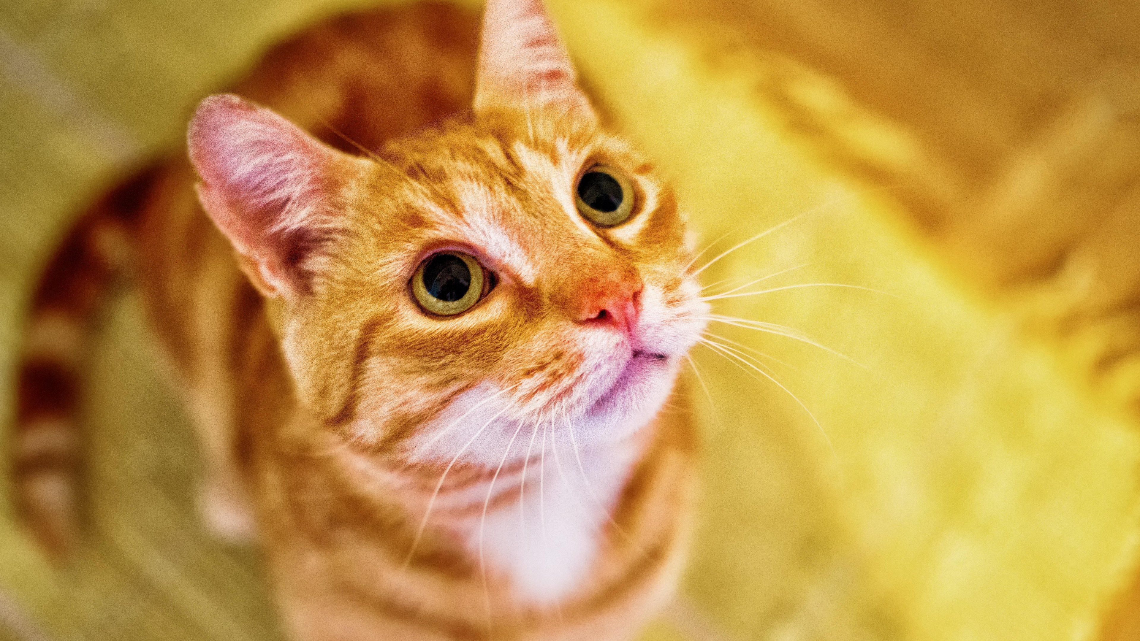 orange tabby cat wallpaper