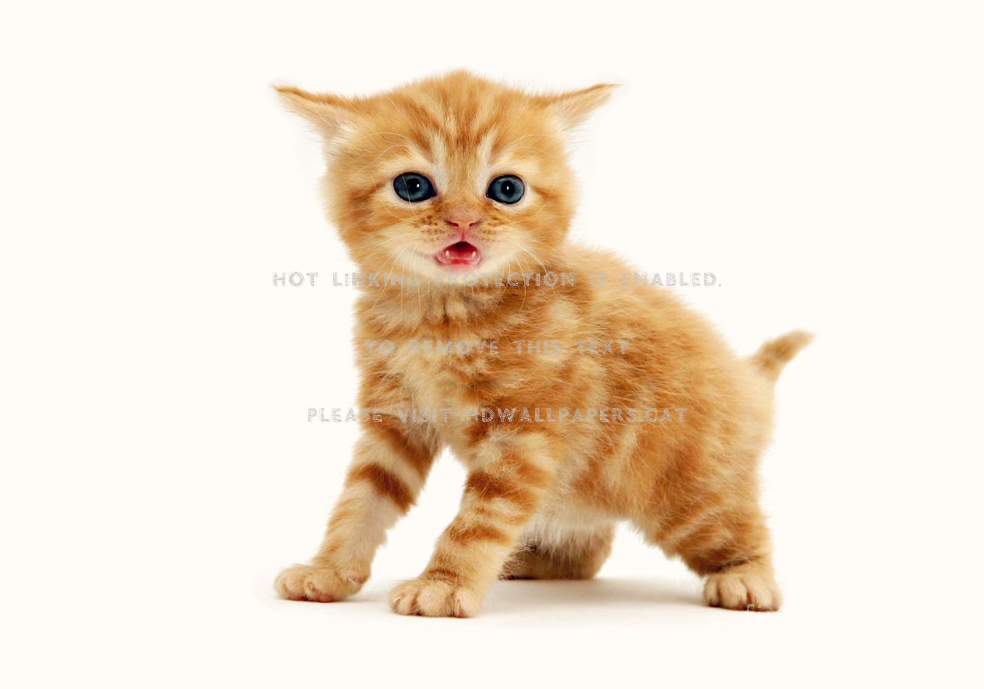 kitten animal orange cat ginger white cute