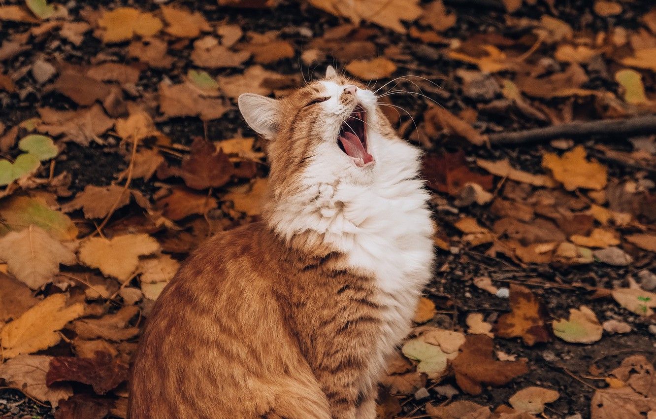 Wallpaper white, animals, nature, cat, autumn, leaves, orange, blur, cats, funny, tongue, foliage, yawn, 4k ultra HD background image for desktop, section кошки