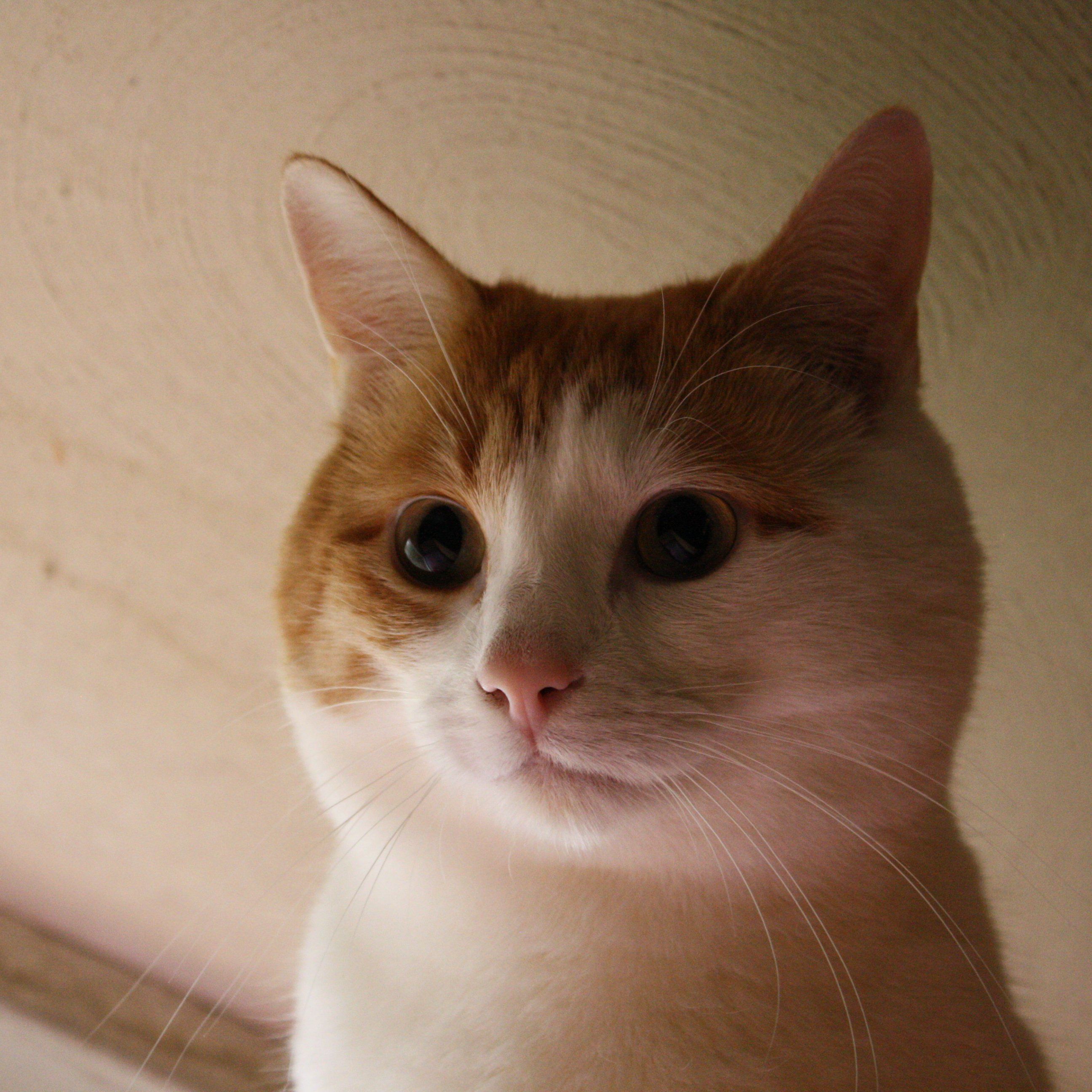 Orange and White Cat Face Close Up Picture. Free Photograph. Photo Public Domain