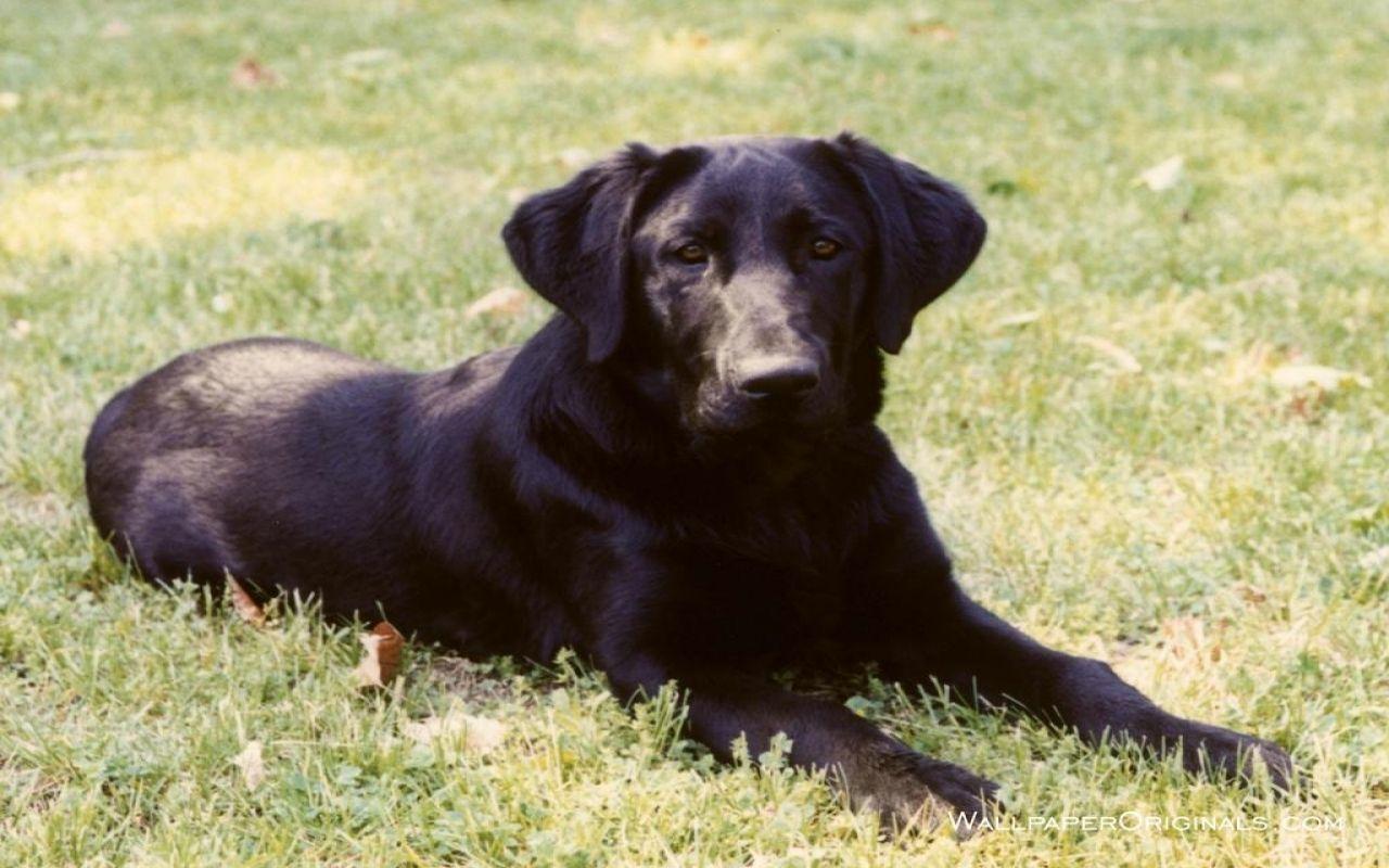 Black Lab
