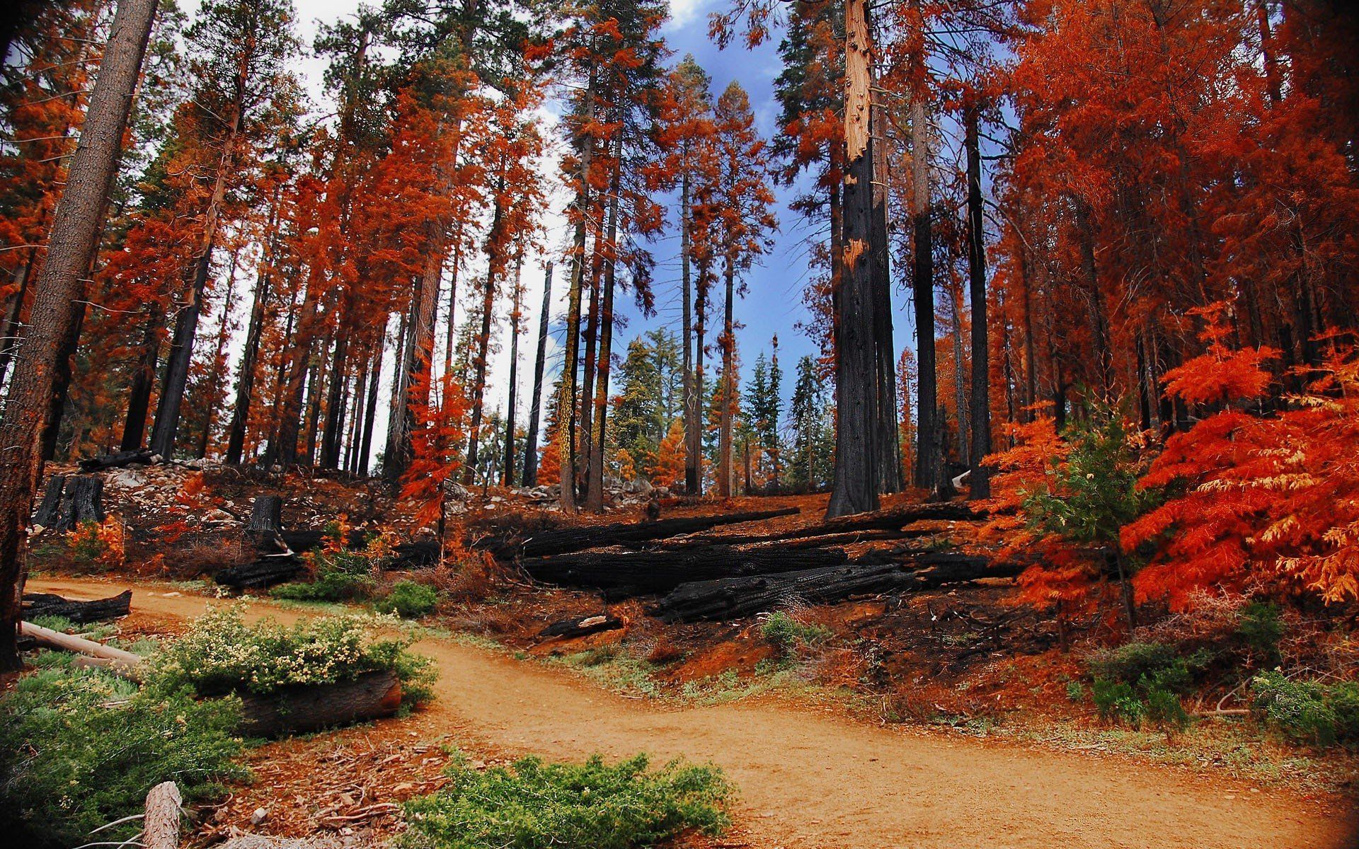 Landscapes trees autumn forests National Park Yosemite National Park wallpaperx1200