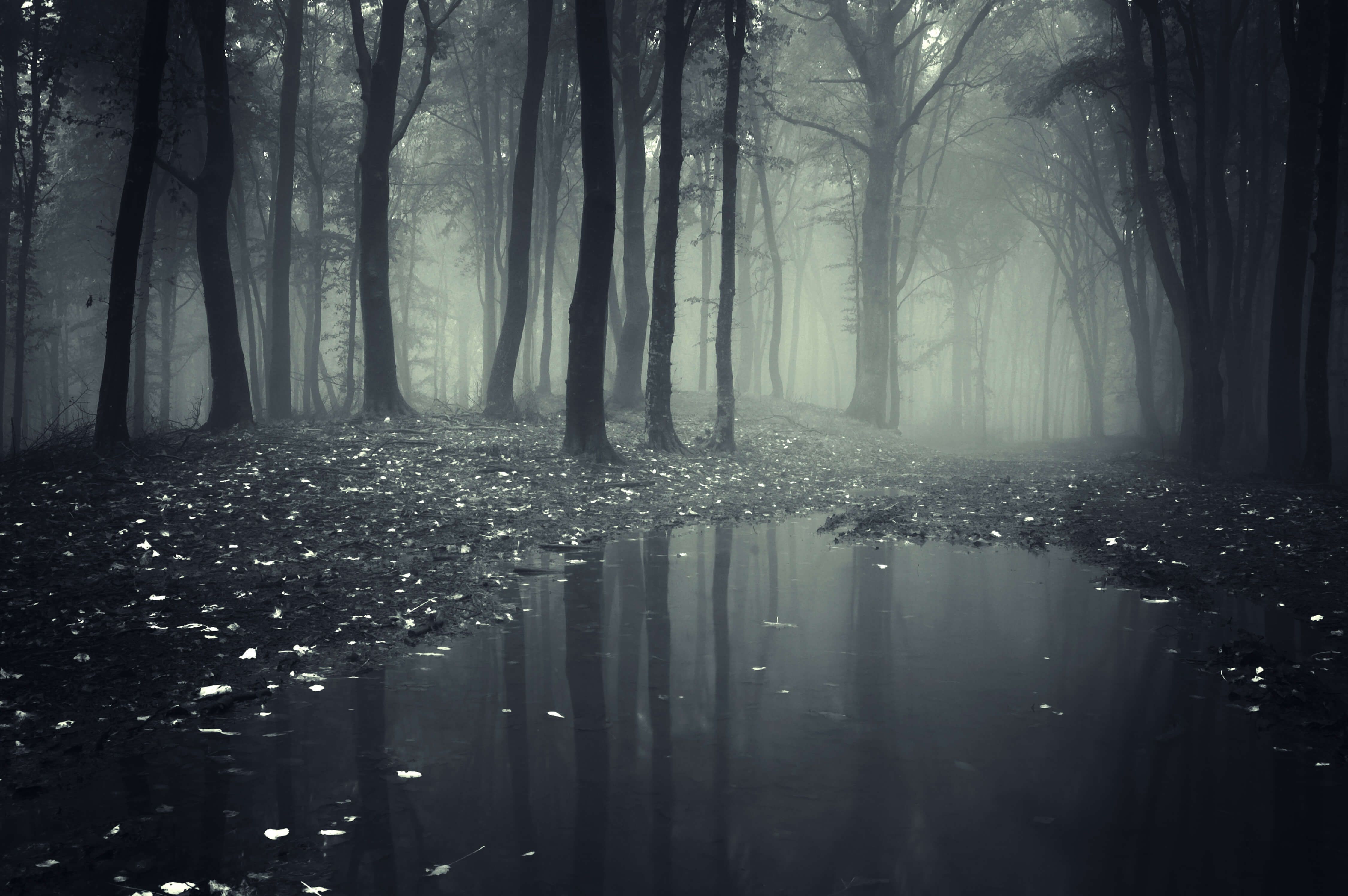 Fog Puddle Dark Black Forests [4500x2992]. Landscape wallpaper, Forest wallpaper, Dark wallpaper