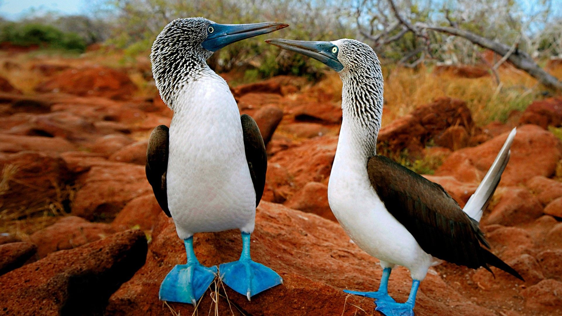 Two blue footed booby birds