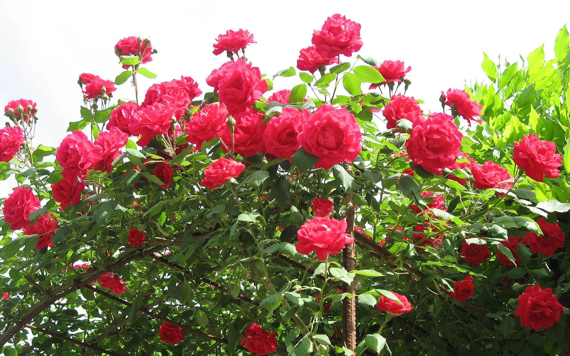 Wallpaper Of Rose Flowers