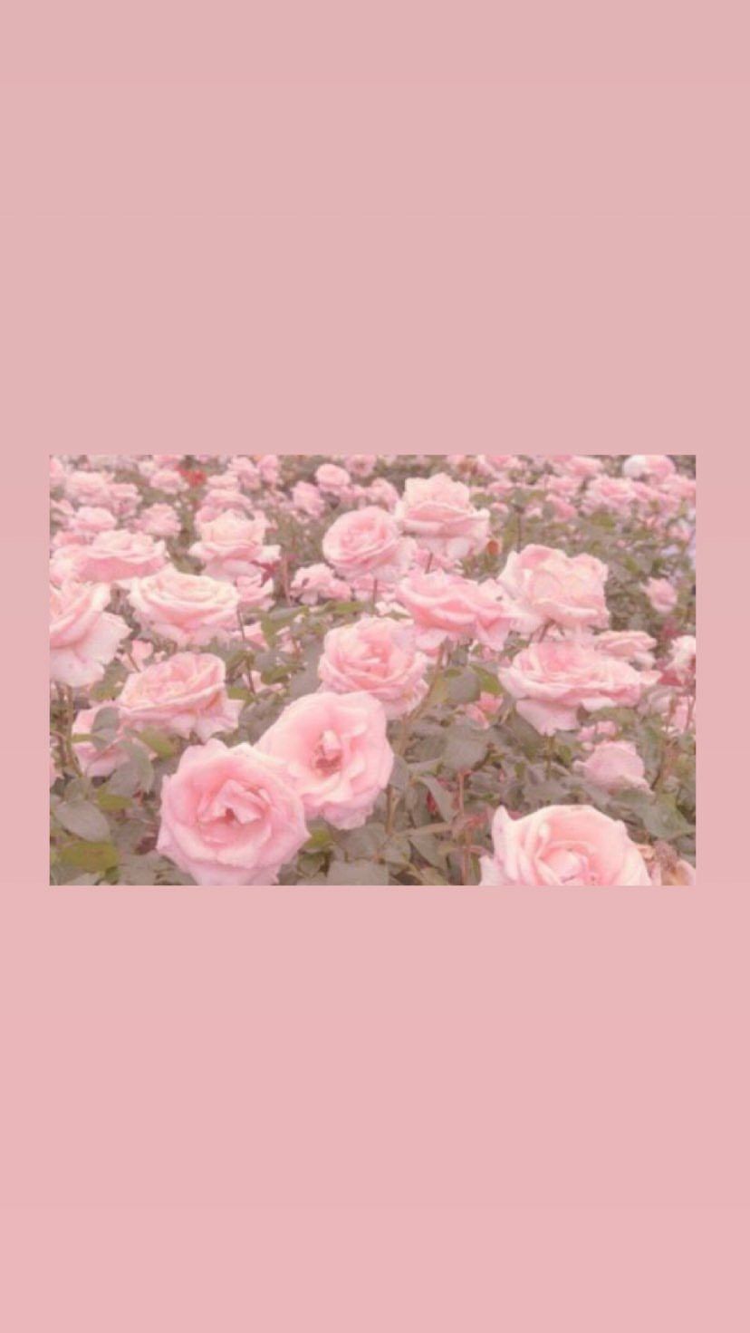 BLACKPINK Rosé Instagram Story. Aesthetic Iphone Wallpaper, Blackpink Rose, Pink Aesthetic