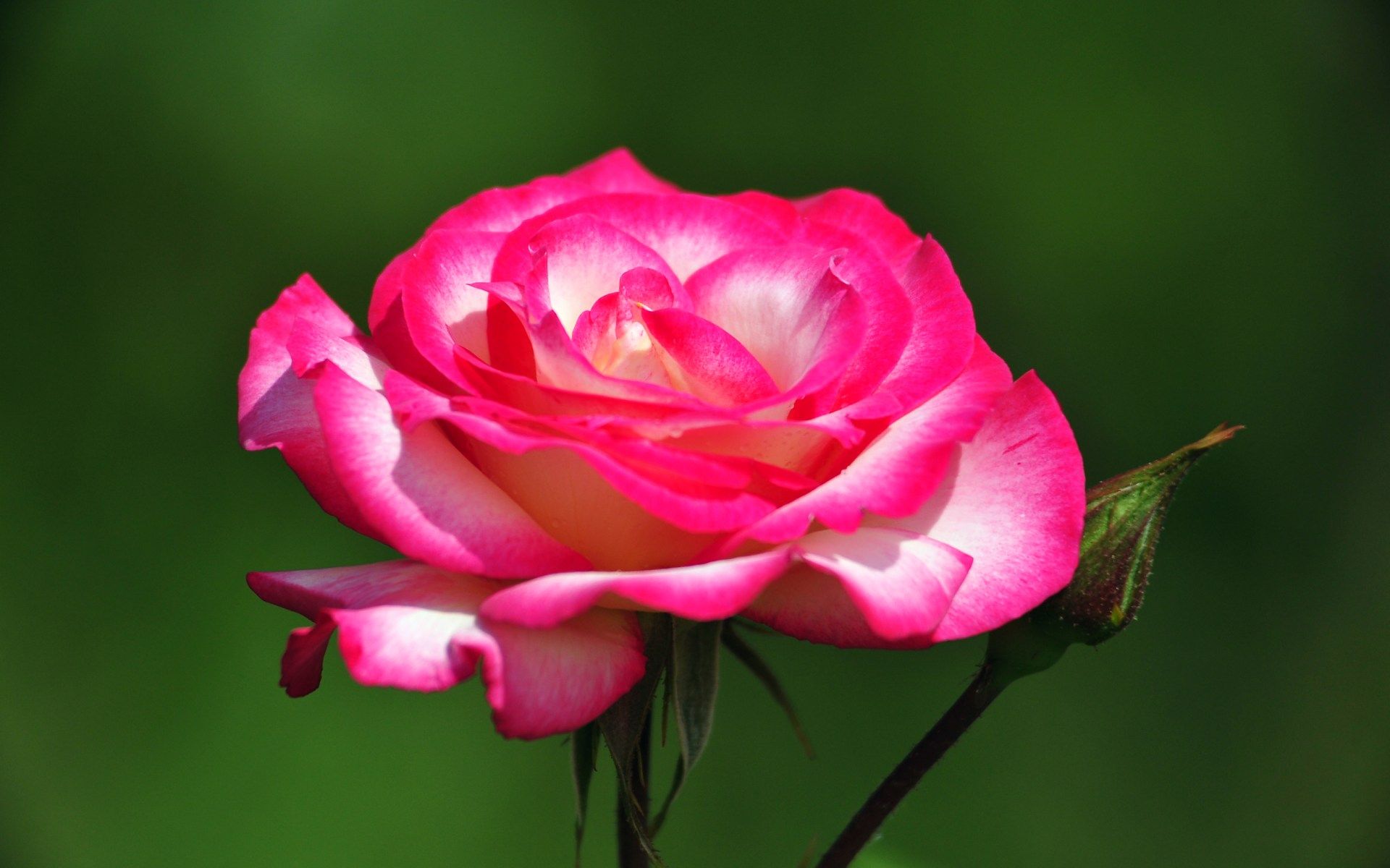 Image Wallpaper 1920 1200 Beautiful Flowers Roses Of The Riviera Park Flowers Ni767272