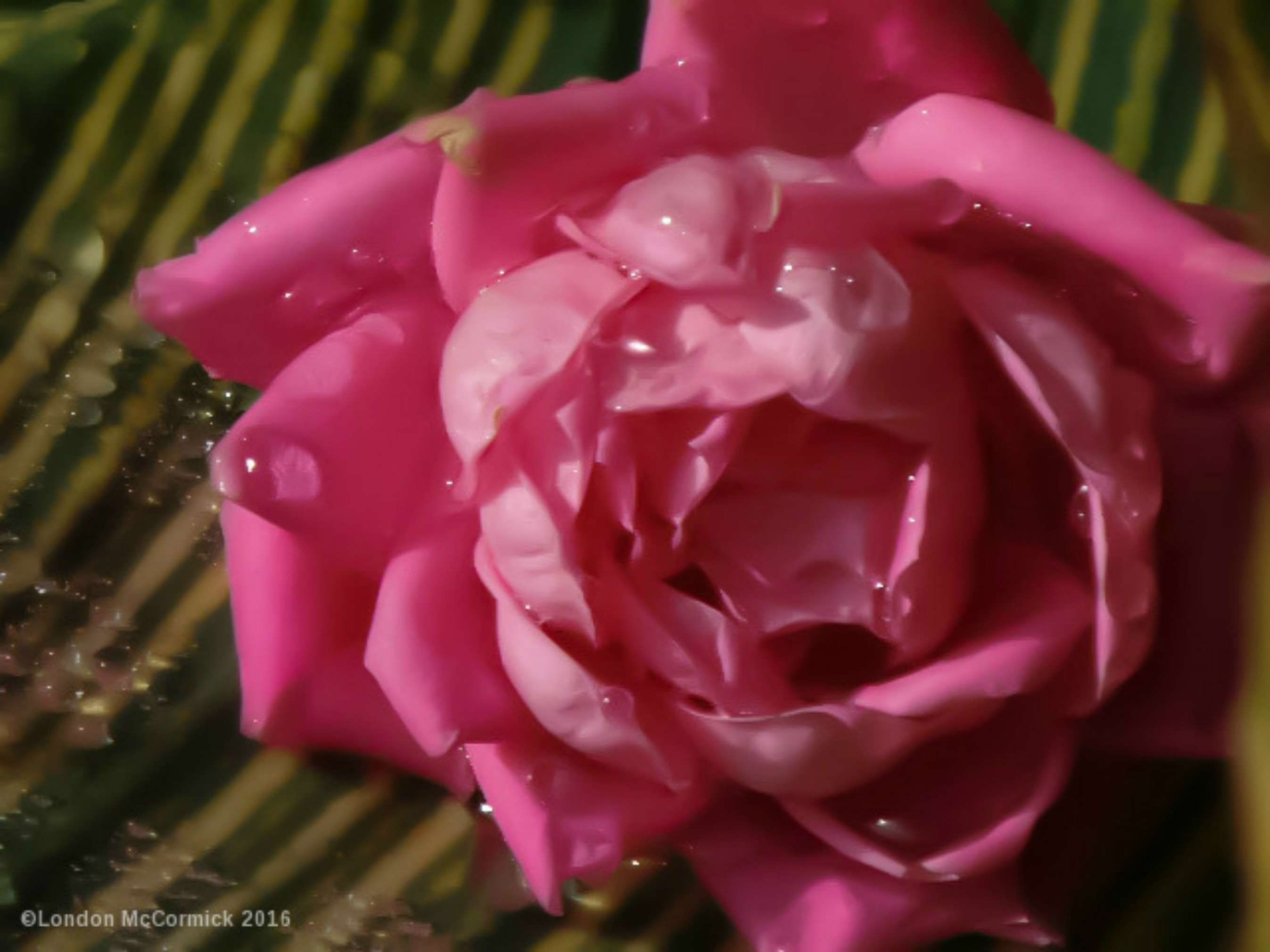 beautiful flowers, city park, flower garden, landscape, natural photograph light, nature photography, rose bloom, rose garden, rose in rain wallpaper. Mocah.org HD Desktop Wallpaper