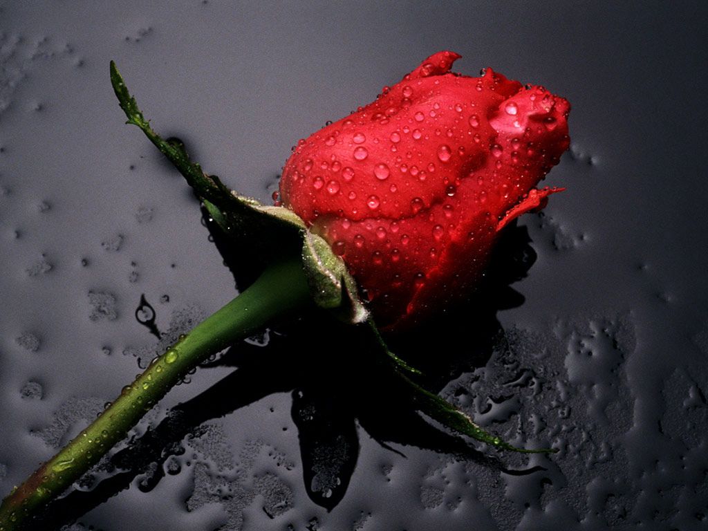 Animals Zoo Park: Red Rose Wallpaper, White Rose Wallpaper for Desktop Background