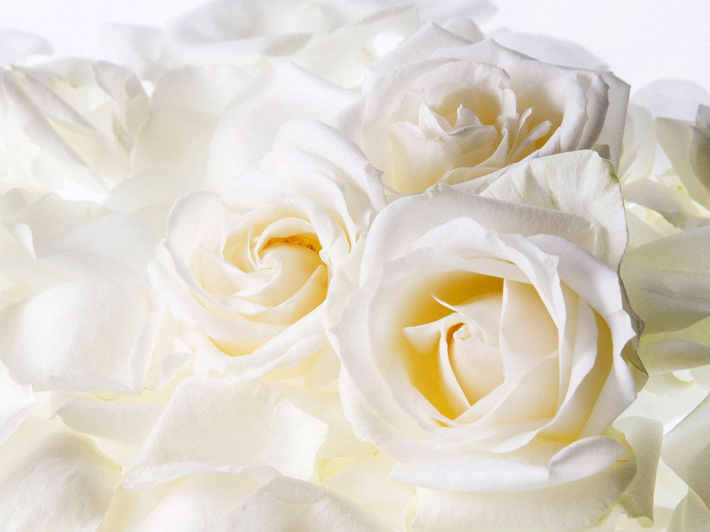 White Roses Desktop Wallpaper