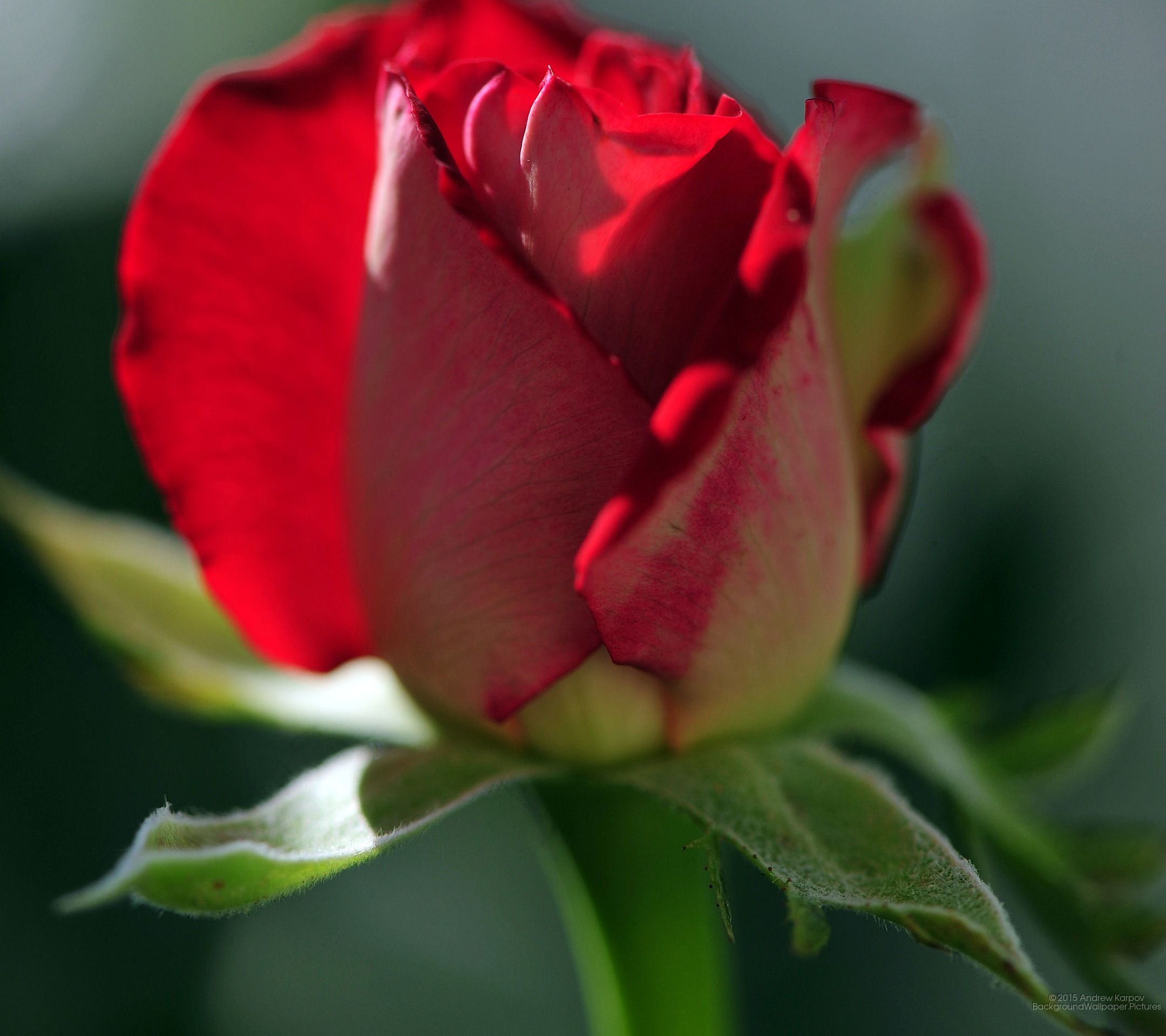 Xiaomi Mi Max: Rose Flower wallpaper Mi Max; Free wallpaper