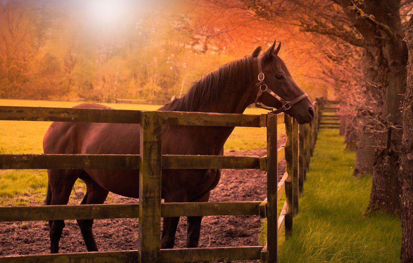 Wallpaper field, autumn, grass, look, face, the sun, light, trees, branches, Park, horse, glade, horse, Board, the fence, pasture image for desktop, section животные