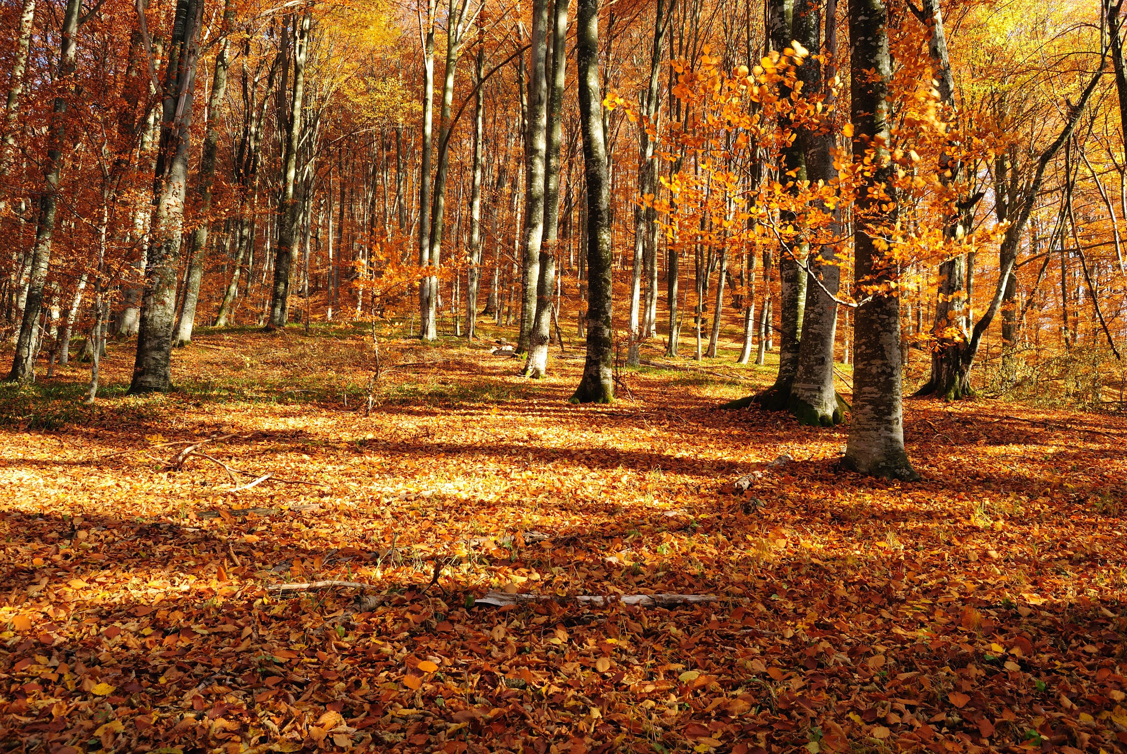 Fall Back. Beautiful landscapes, Fall outdoor, Beautiful tree