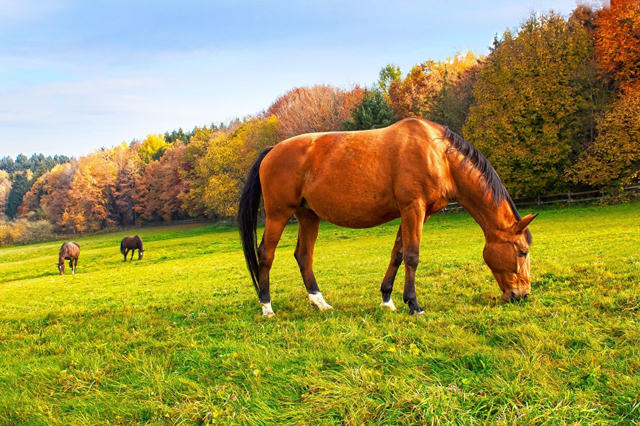 Wallpaper horse Autumn Meadow Grass Animals