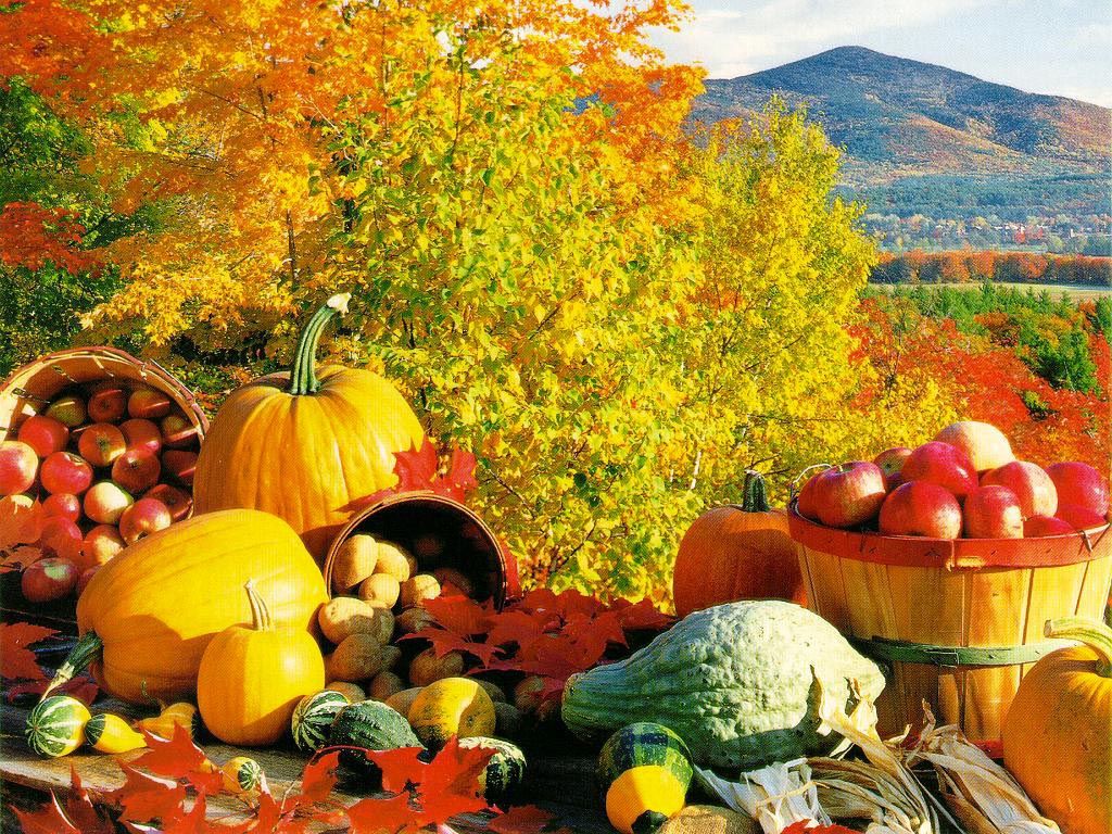Harvest Autumn Wallpaper Free