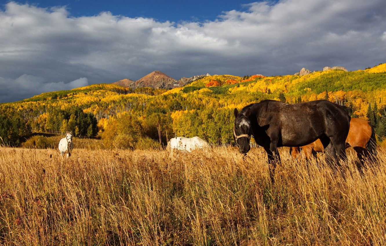 Wallpaper autumn, forest, mountains, nature, horses, horse, pasture, grazing image for desktop, section животные