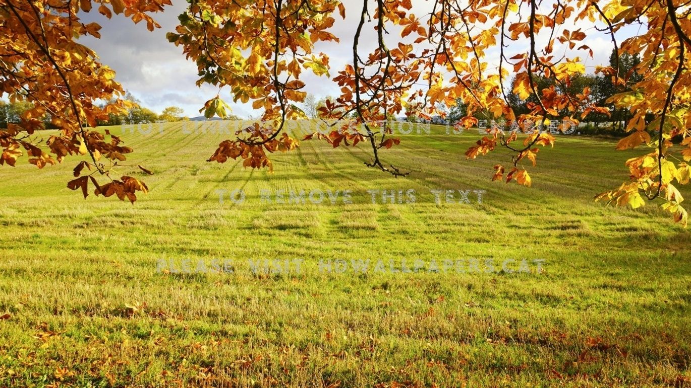 autumn branches grass field nature