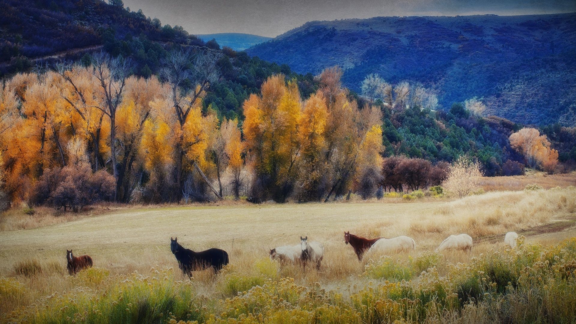image horse HDR Autumn Nature Mountains Grass Trees 1920x1080