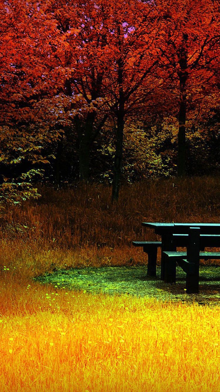 Fall iPhone Wallpaper