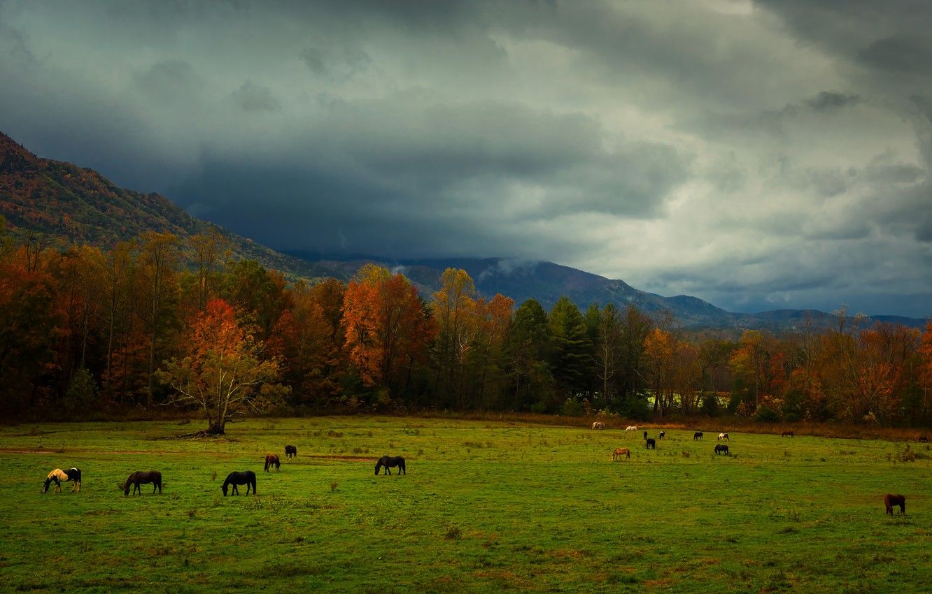 Wallpaper autumn, mountains, horses, horse, pasture, the herd image for desktop, section пейзажи