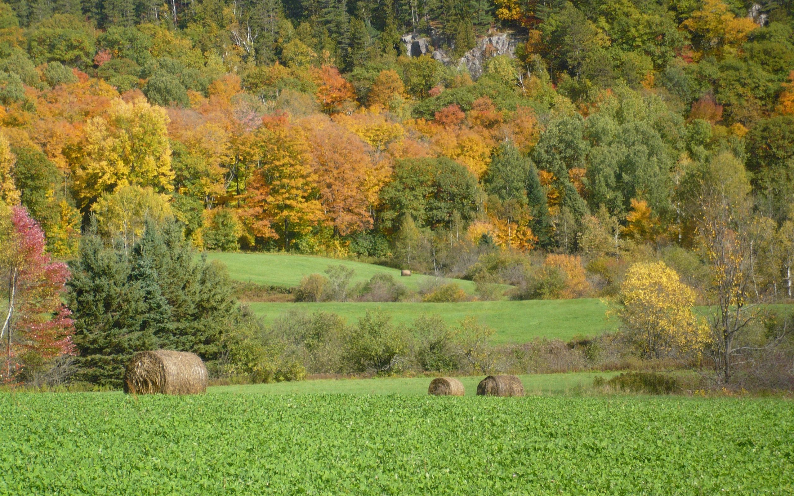 Download wallpaper 2560x1600 field, grass, trees, autumn widescreen 16:10 HD background