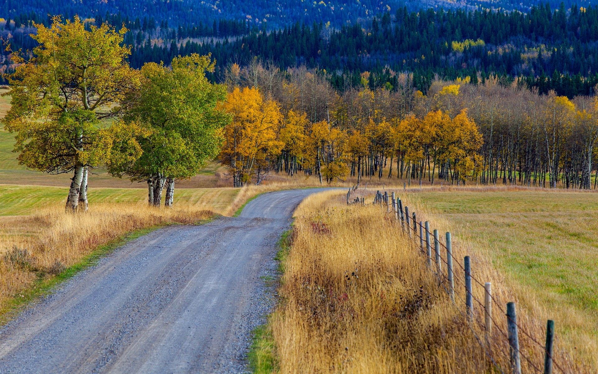 Wallpaper Trees, grass, road, fence, autumn, Canada 1920x1200 HD Picture, Image
