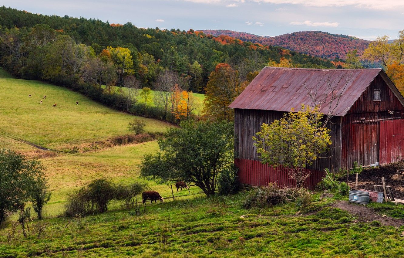 Wallpaper autumn, forest, house, hills, cows, slope, village, pasture, yard, province image for desktop, section пейзажи