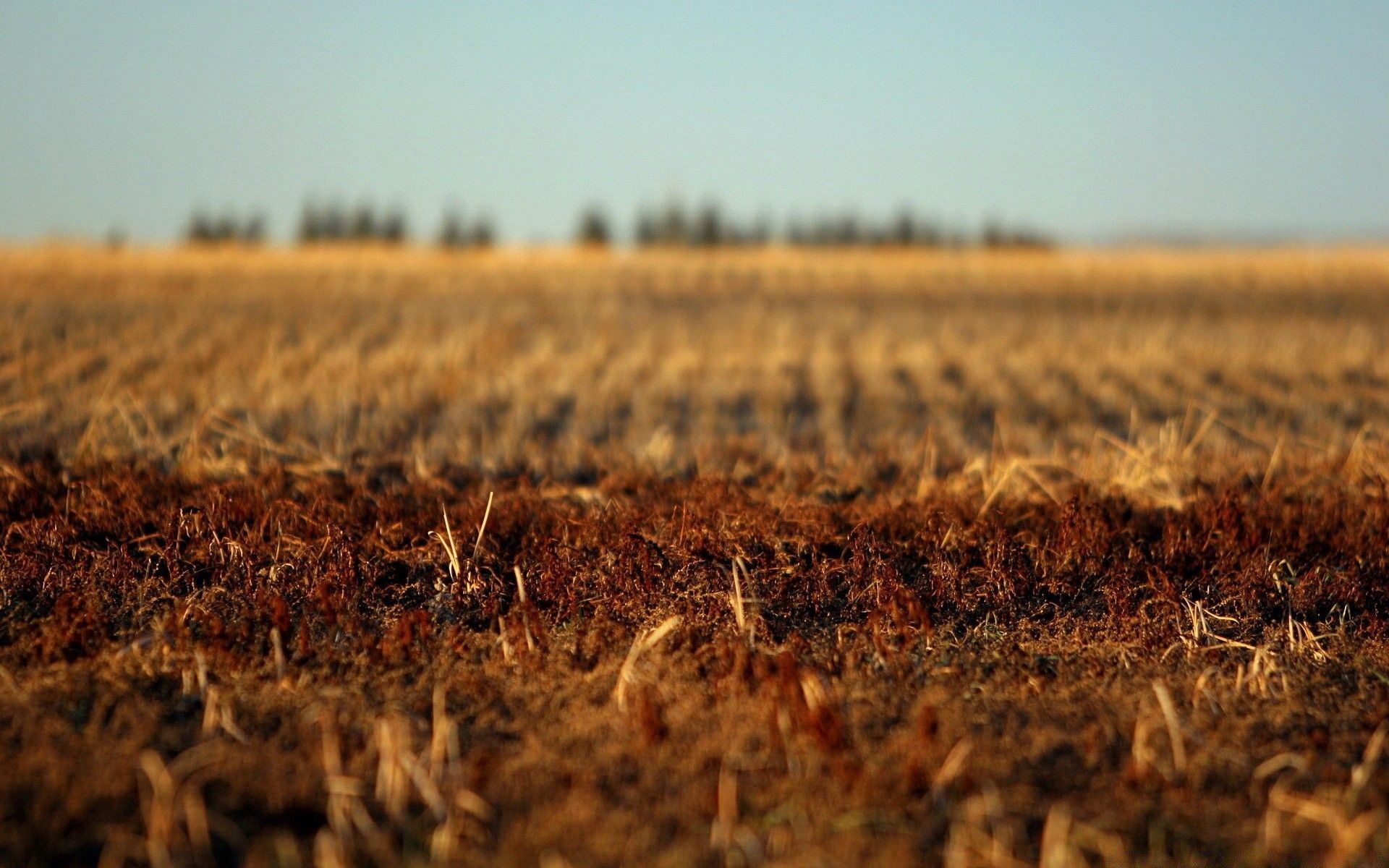 Autumn Field