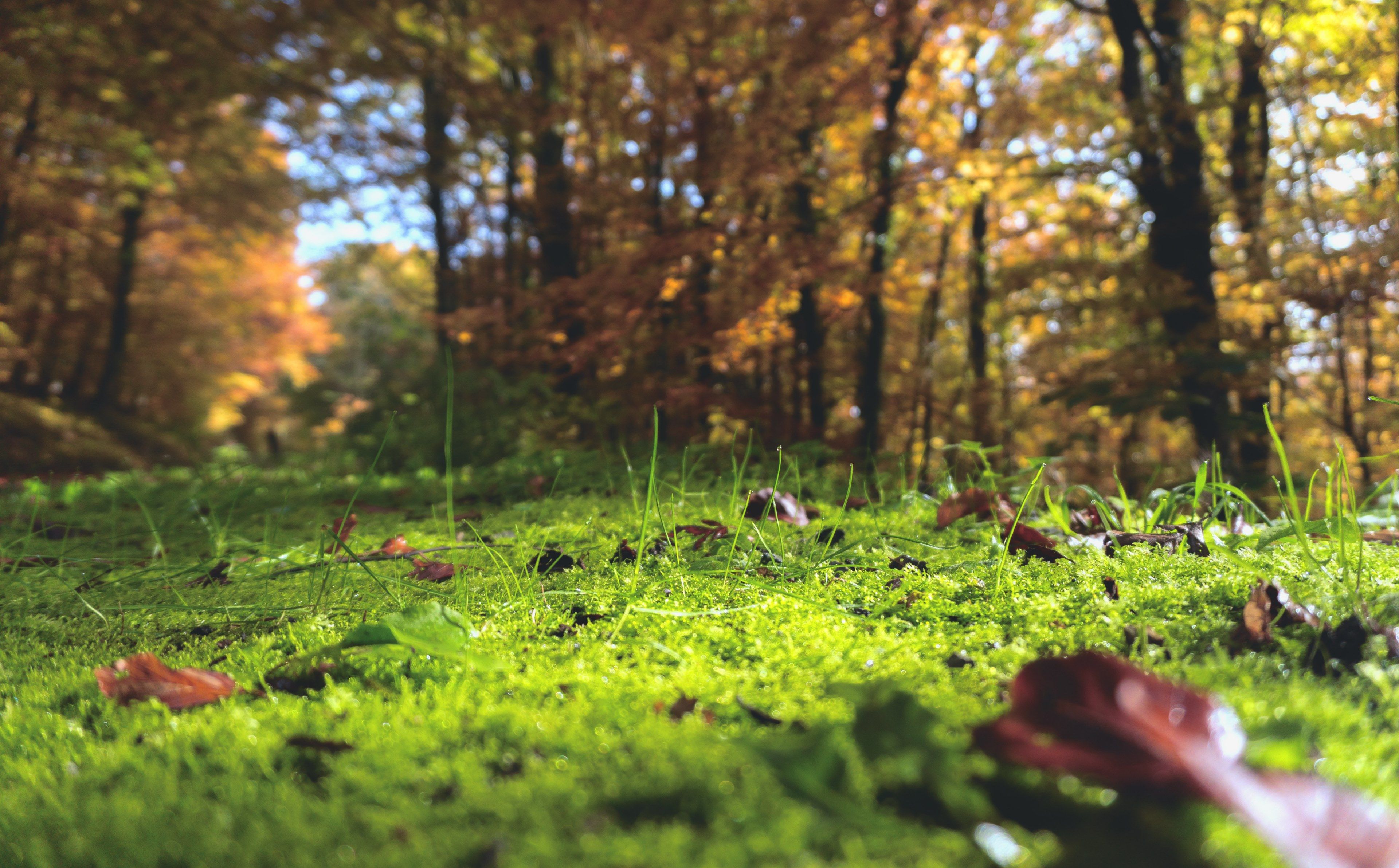 Wallpaper / autumn outdoor forest and ground HD 4k wallpaper