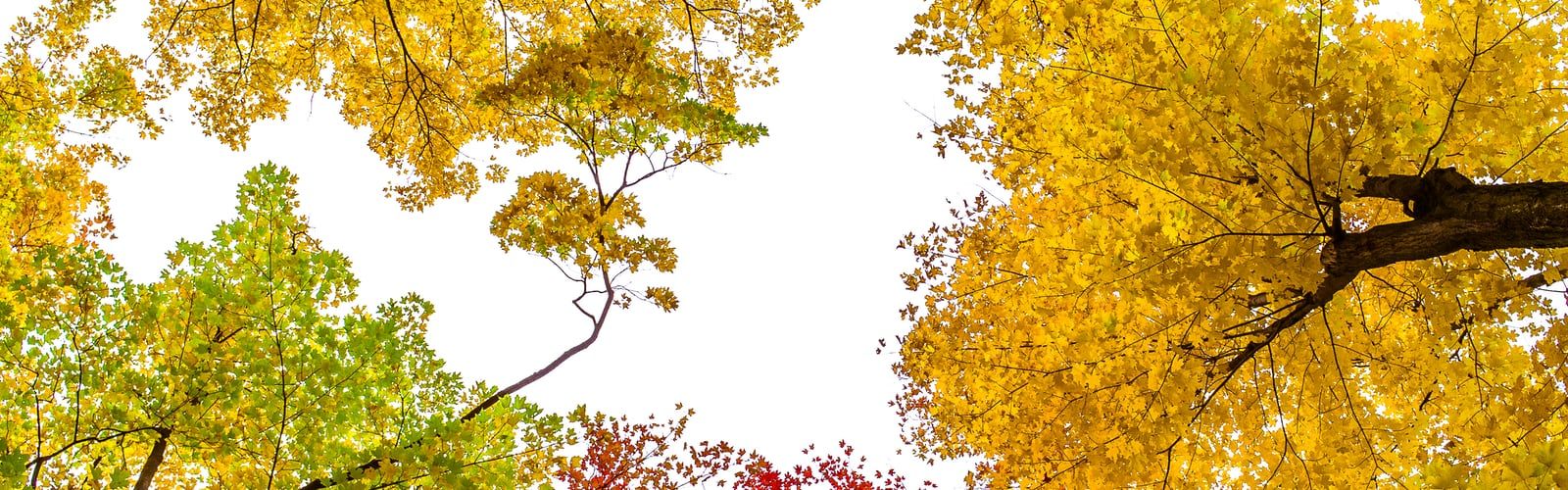 Fall and Autumn Wallpaper. best free wallpaper, fall, autumn and plant photo