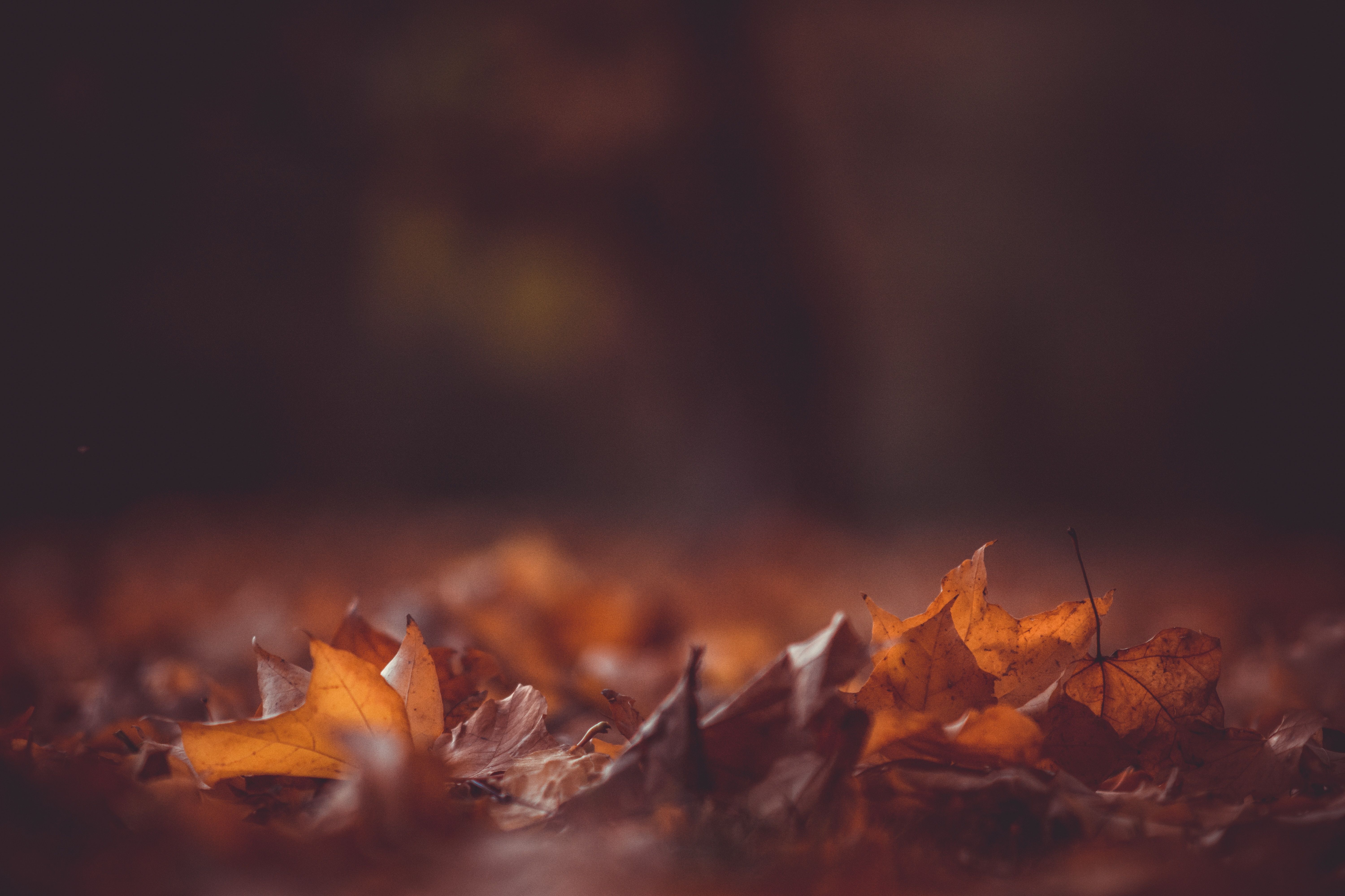 6000x4000 #wallpaper, #ground, #blury, #season, #pile, #bokeh, #Free image, #fall background, #dark, #forest, #leafe, #harvest, #fall, #moody, #blur, #autumn, #fall wallpaper, #red, #black, #orange, #leaf