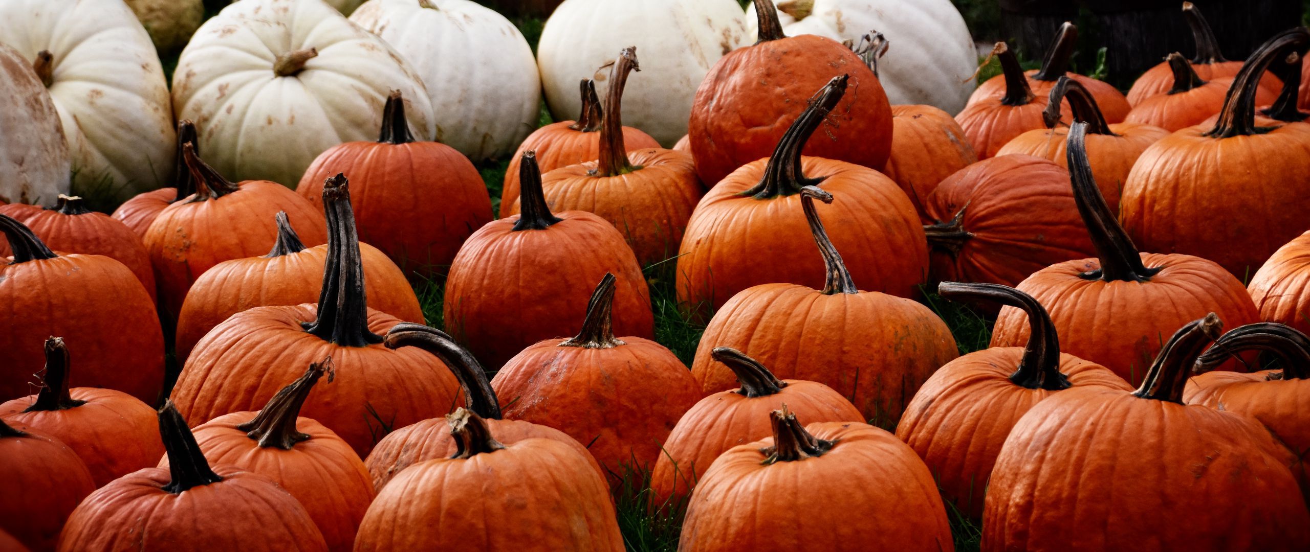 Download wallpaper 2560x1080 pumpkin, autumn, harvest dual wide 1080p HD background