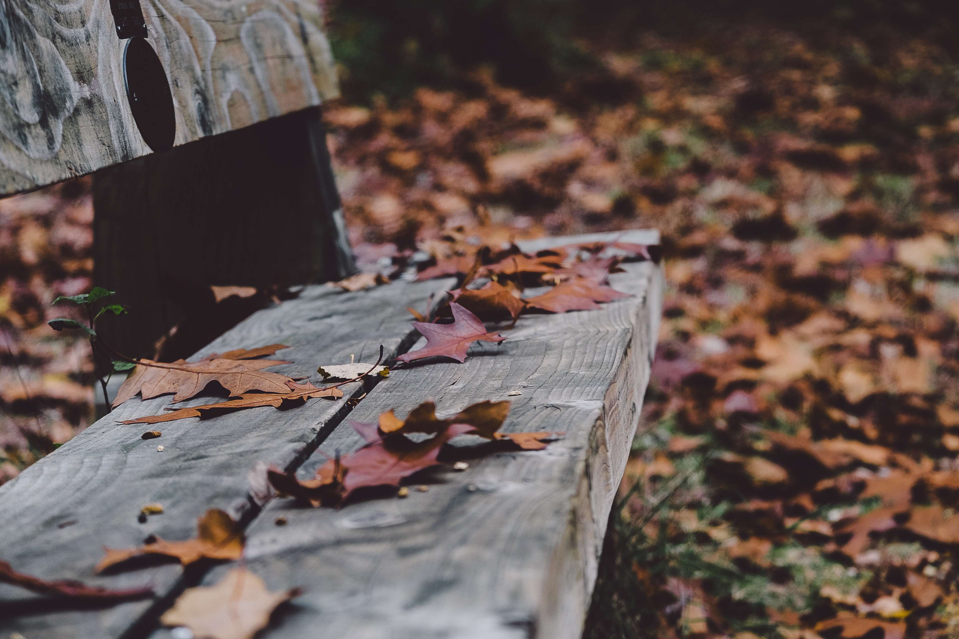 autumn, bench, depth of field, dry leaves, fall, leaves, outdoors, seat 4k wallpaper. Mocah.org HD Desktop Wallpaper