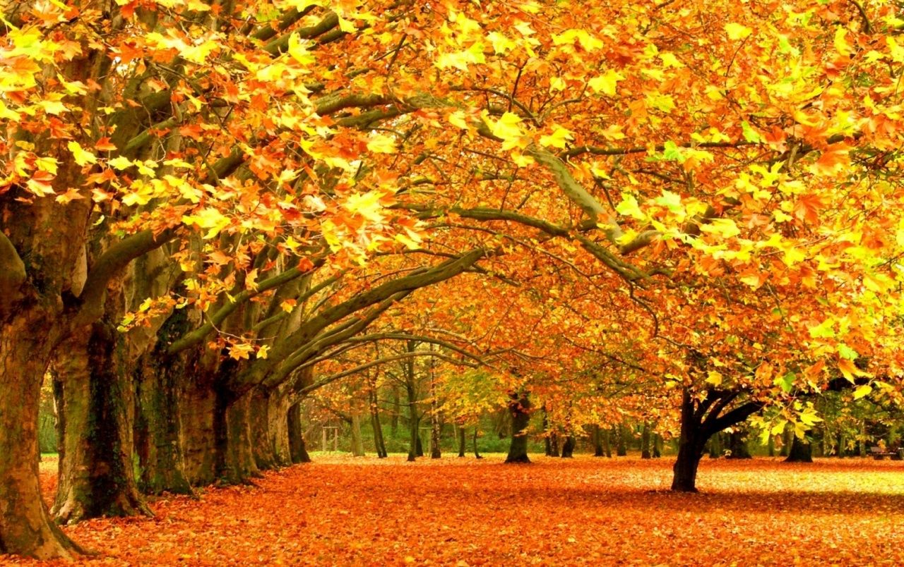 Autumn Park Trees & Leaves wallpaper. Autumn Park Trees & Leaves