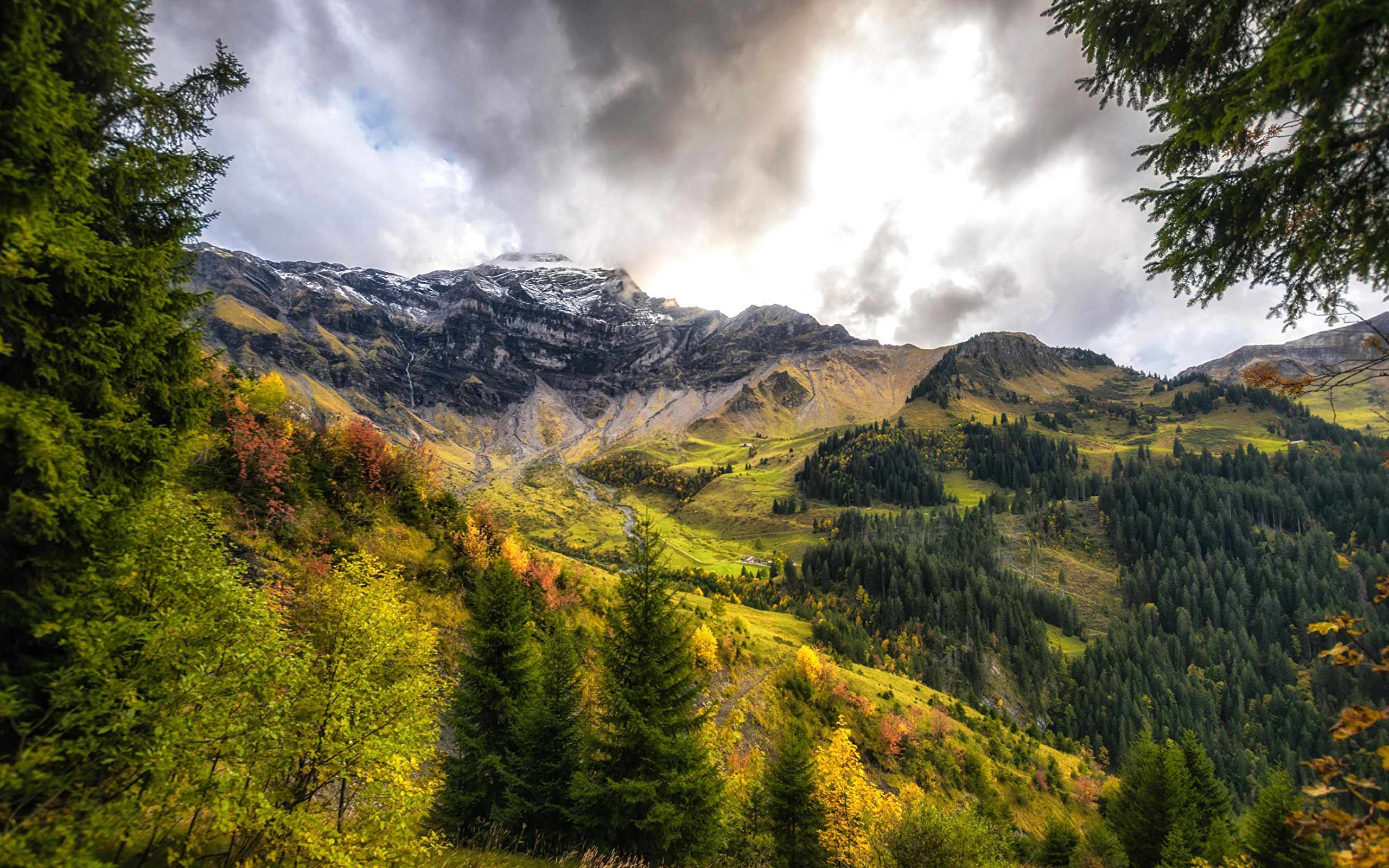 image Switzerland Interlaken Oberhasli Nature Spruce 2560x1600
