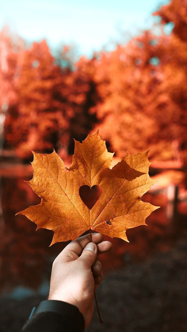 Nature #Autumn leaf Love heart 4K #wallpaper #Autumn #heart #Leaf # Love #nature #Wallpaper. Autumn photography, Fall wallpaper, Autumn aesthetic