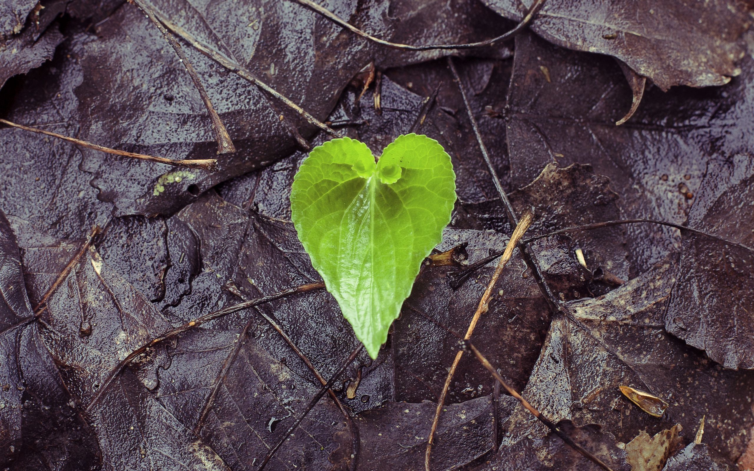 Download wallpaper 2560x1600 leaf, fallen, heart, wet, autumn, love widescreen 16:10 HD background
