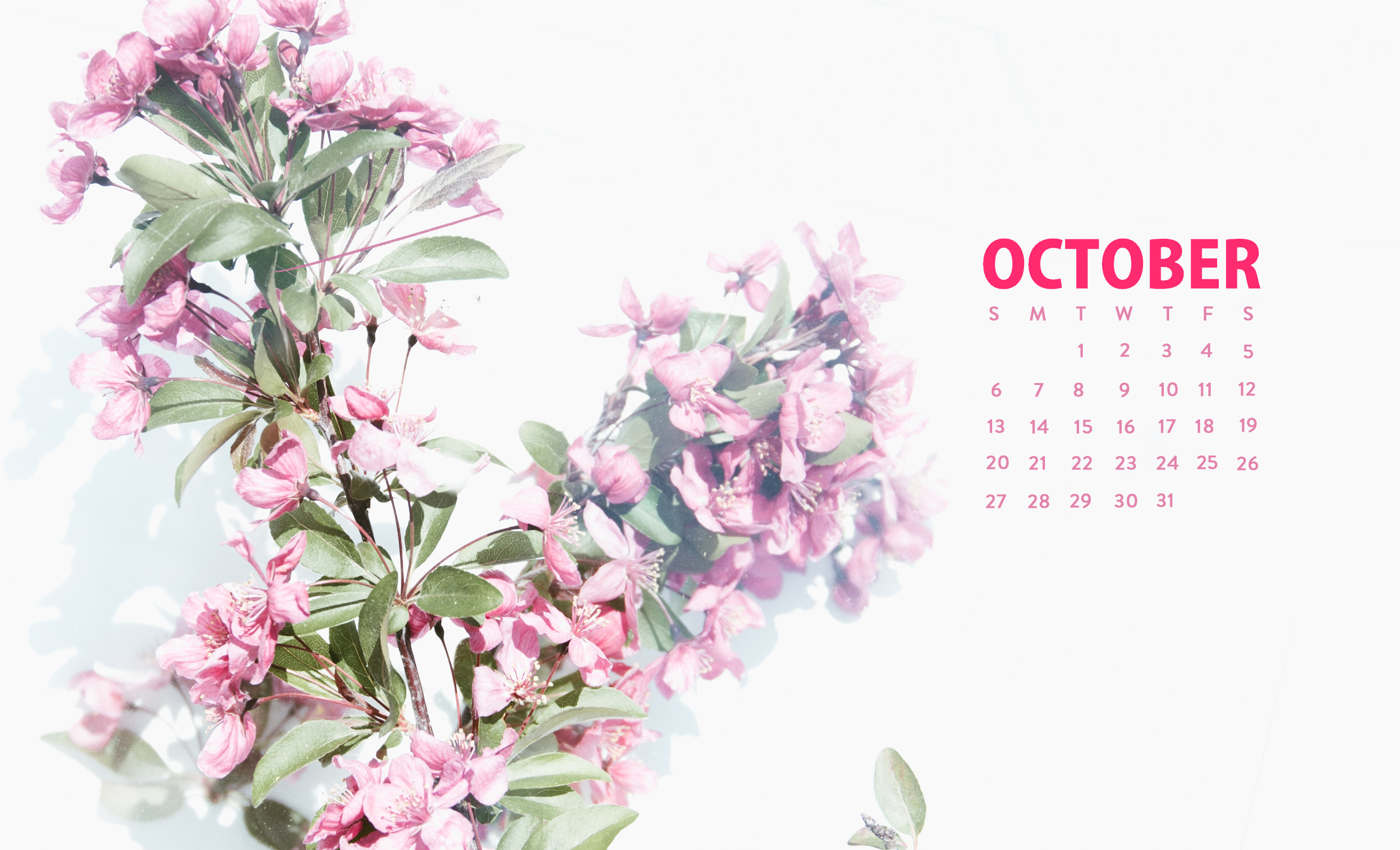October 2020 Calendar Plant Floral Cute Wallpaper. Desktop wallpaper calendar, Desktop wallpaper background, October wallpaper