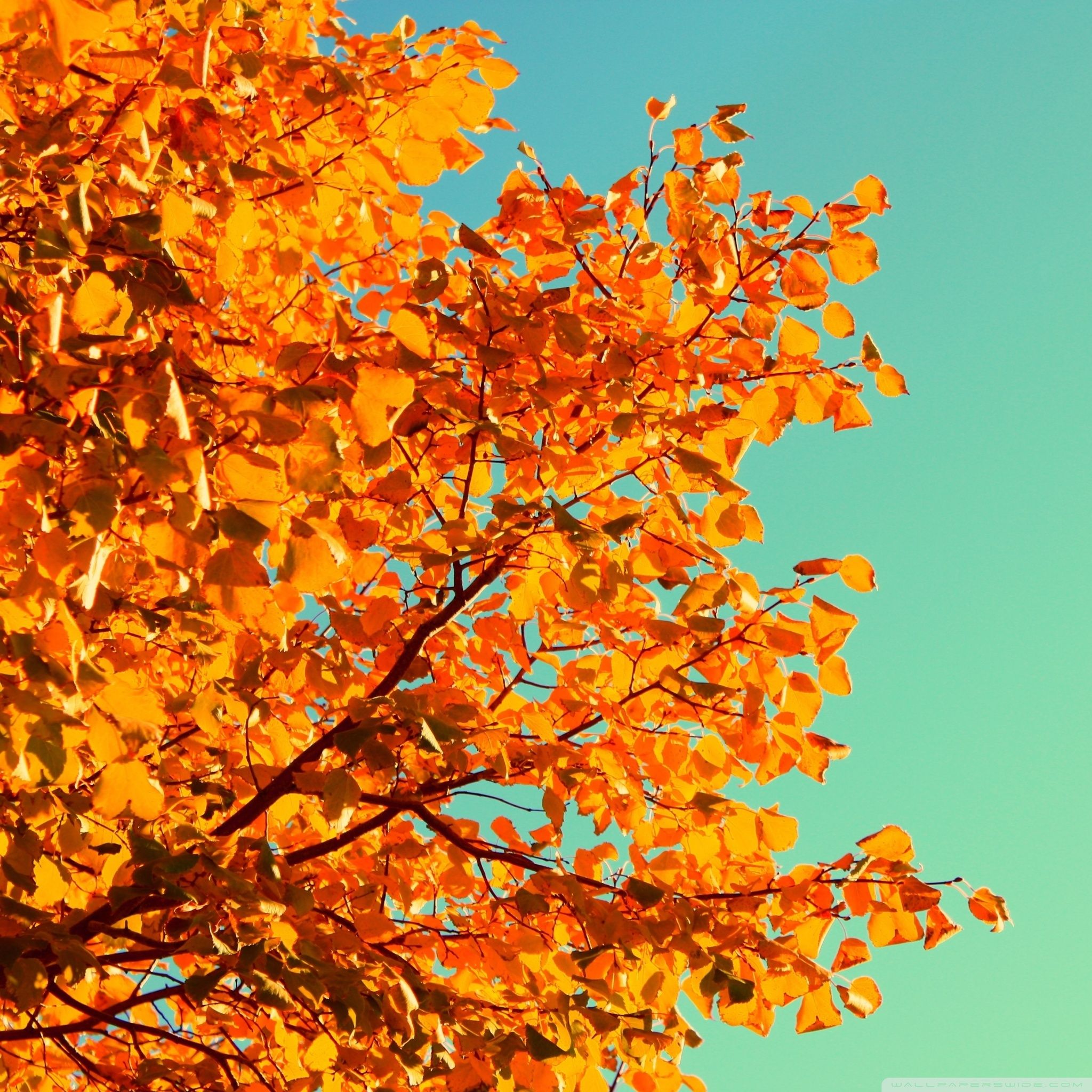 Retro Autumn Ultra HD Desktop Background Wallpaper for 4K UHD TV, Tablet