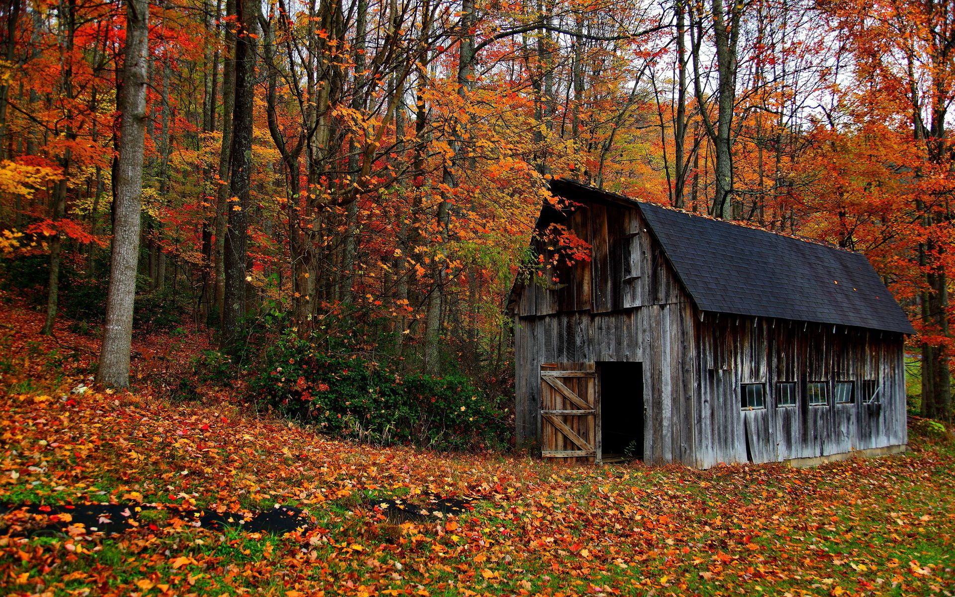 Nature landscapes trees forest barn decay ruin retro autumn fall leaves rustic wallpaperx1200
