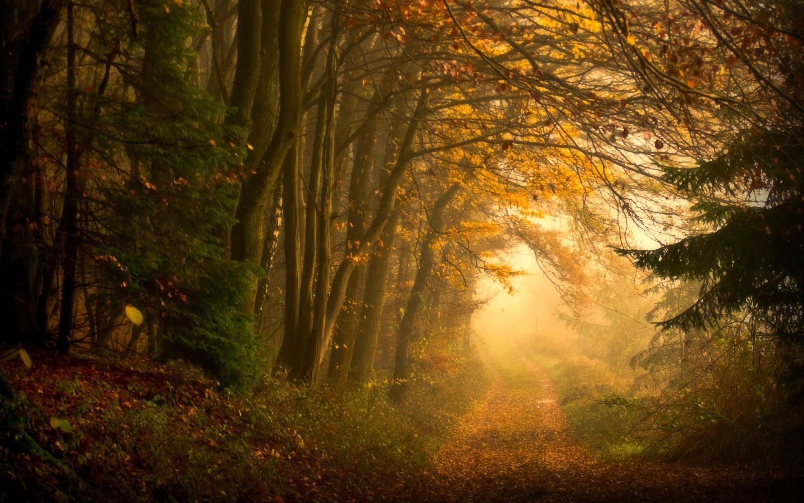 Autumn Forest Mist & Way wallpaper. Autumn Forest Mist & Way