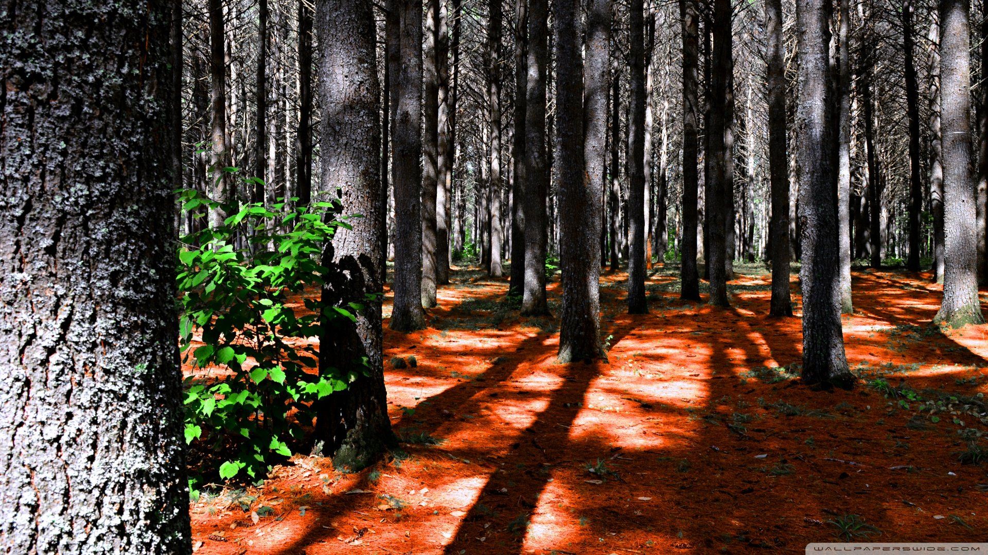 Deep Pine Forest HD wallpaper