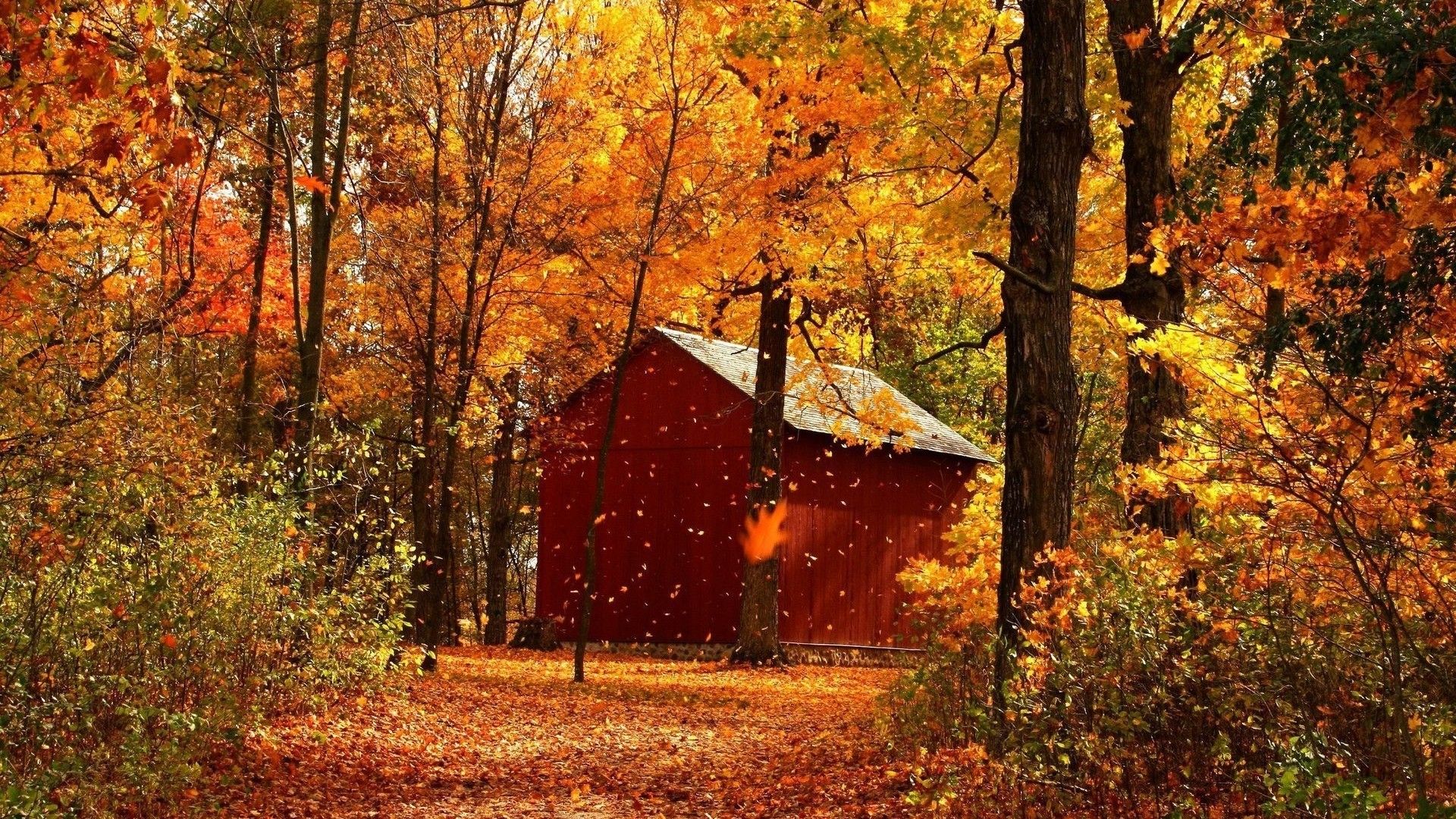 Download Red barn in autumn forest wallpaper 928 - Autumn Red Colored Forest Wallpaper