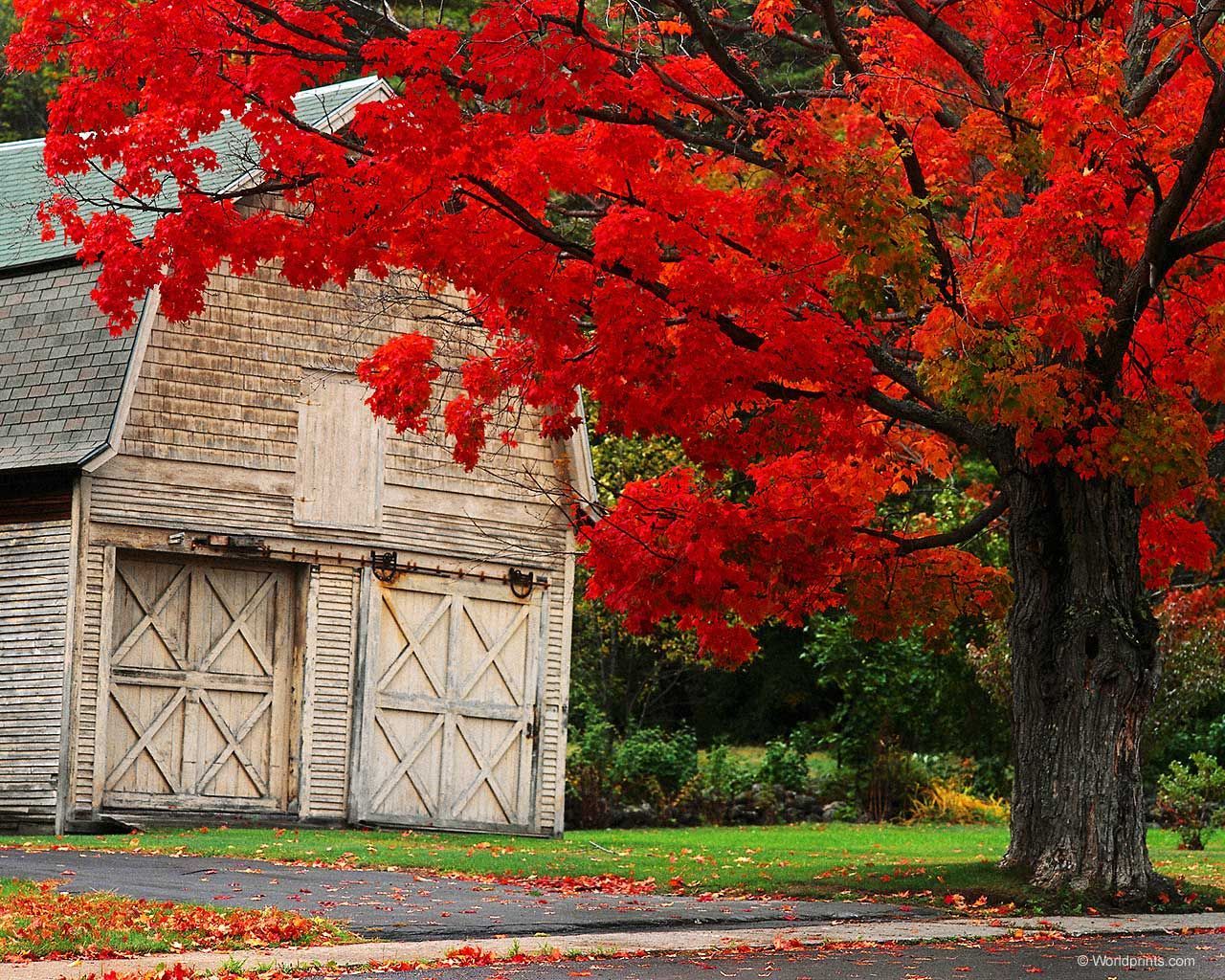 Top Five Friday. Trees with red leaves, Old barns, Autumn photography