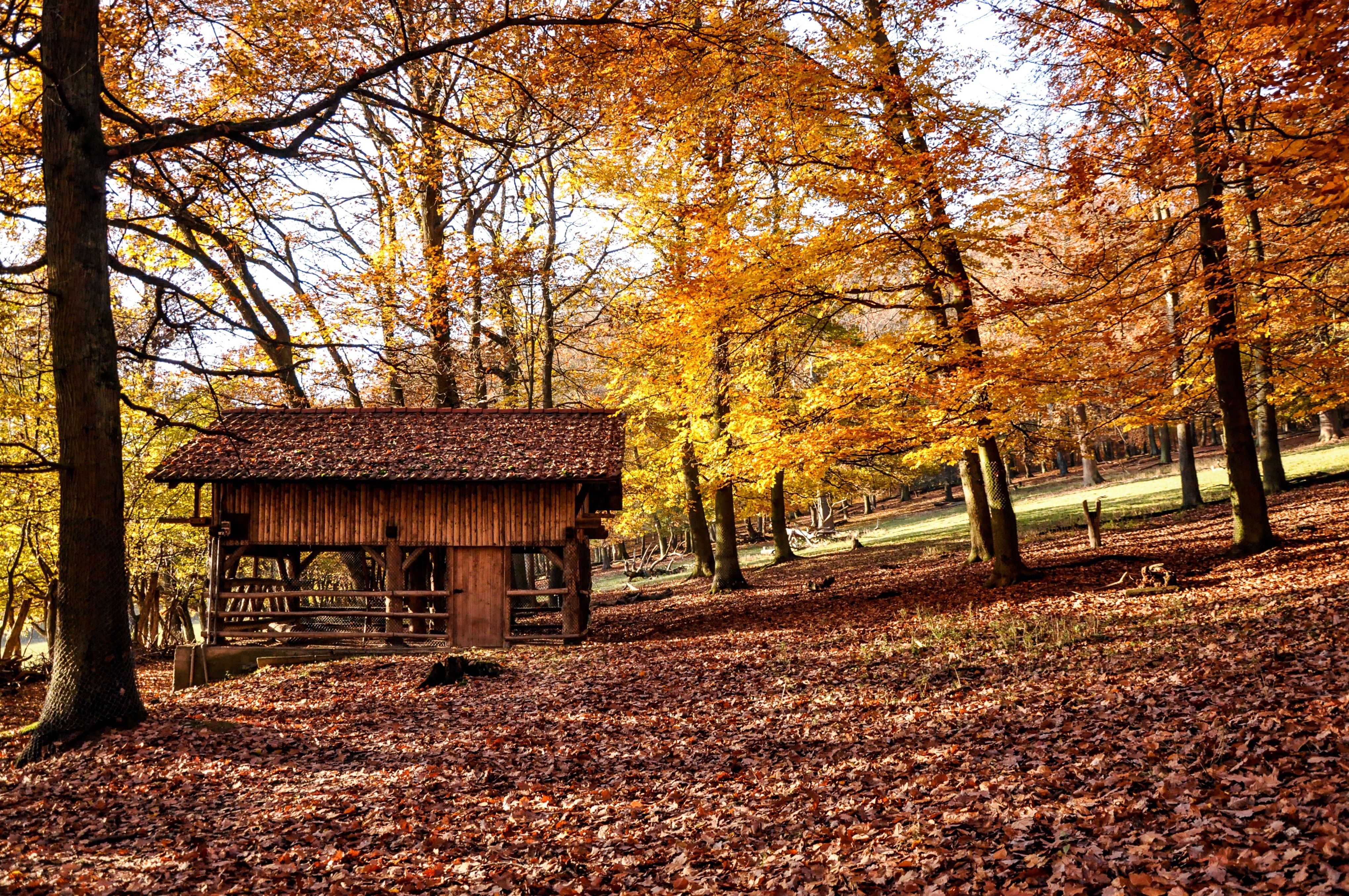4078x2709 building, log house, forest, autumn, barn, log cabin, fall, countryside, shed, leaf, Creative Commons image, architecture, rustic, wooden, cabin, farm, rural, shack, wood, gold, tree. Mocah.org HD Desktop Wallpaper