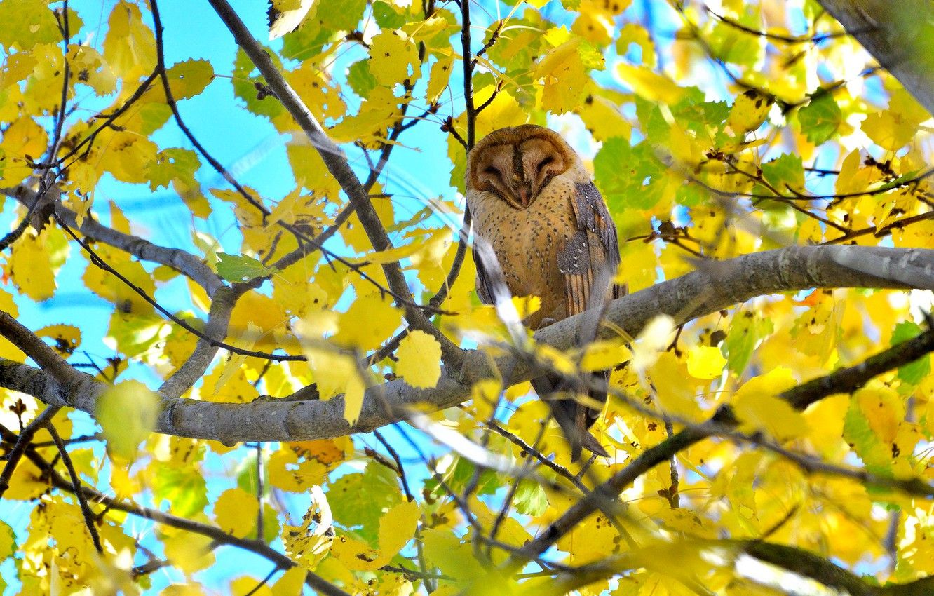 Wallpaper autumn, leaves, branches, owl, bird, the barn owl image for desktop, section животные