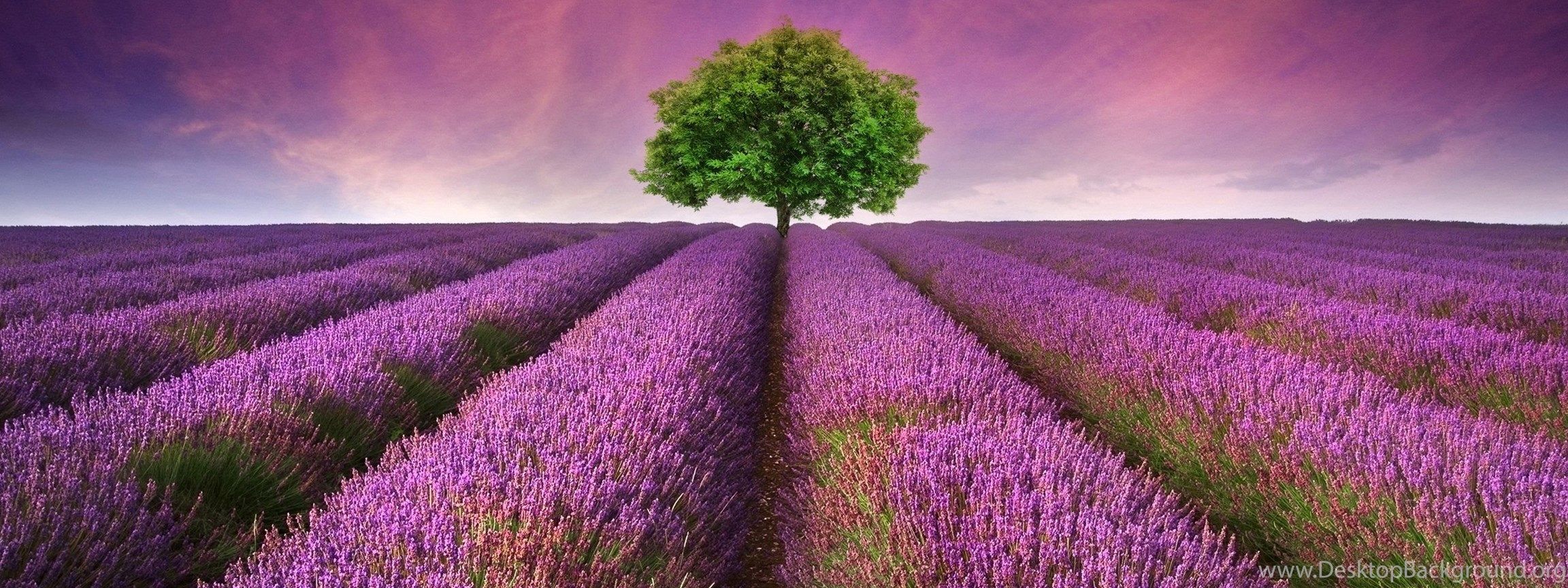 Lavender Flower Field HD Wallpaper For Desktop & Mobile Desktop Background